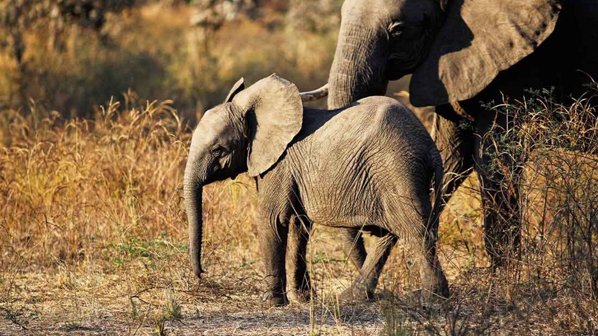 Click to view large image Vic Falls to Gorillas