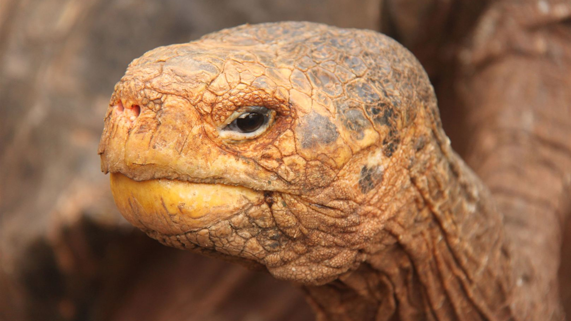 Click to view large image Complete Galapagos (Grand Daphne)