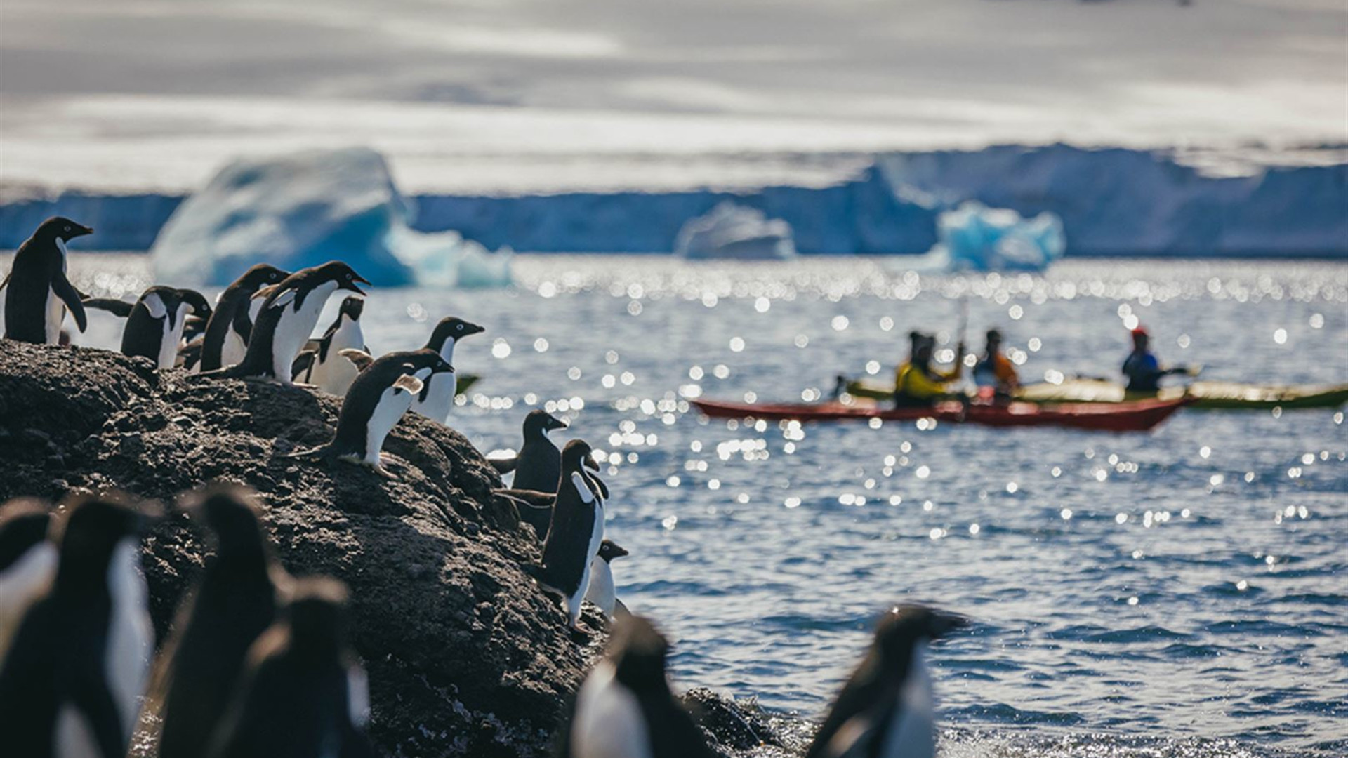Click to view large image South Georgia and Antarctic Peninsula: Penguin Safari