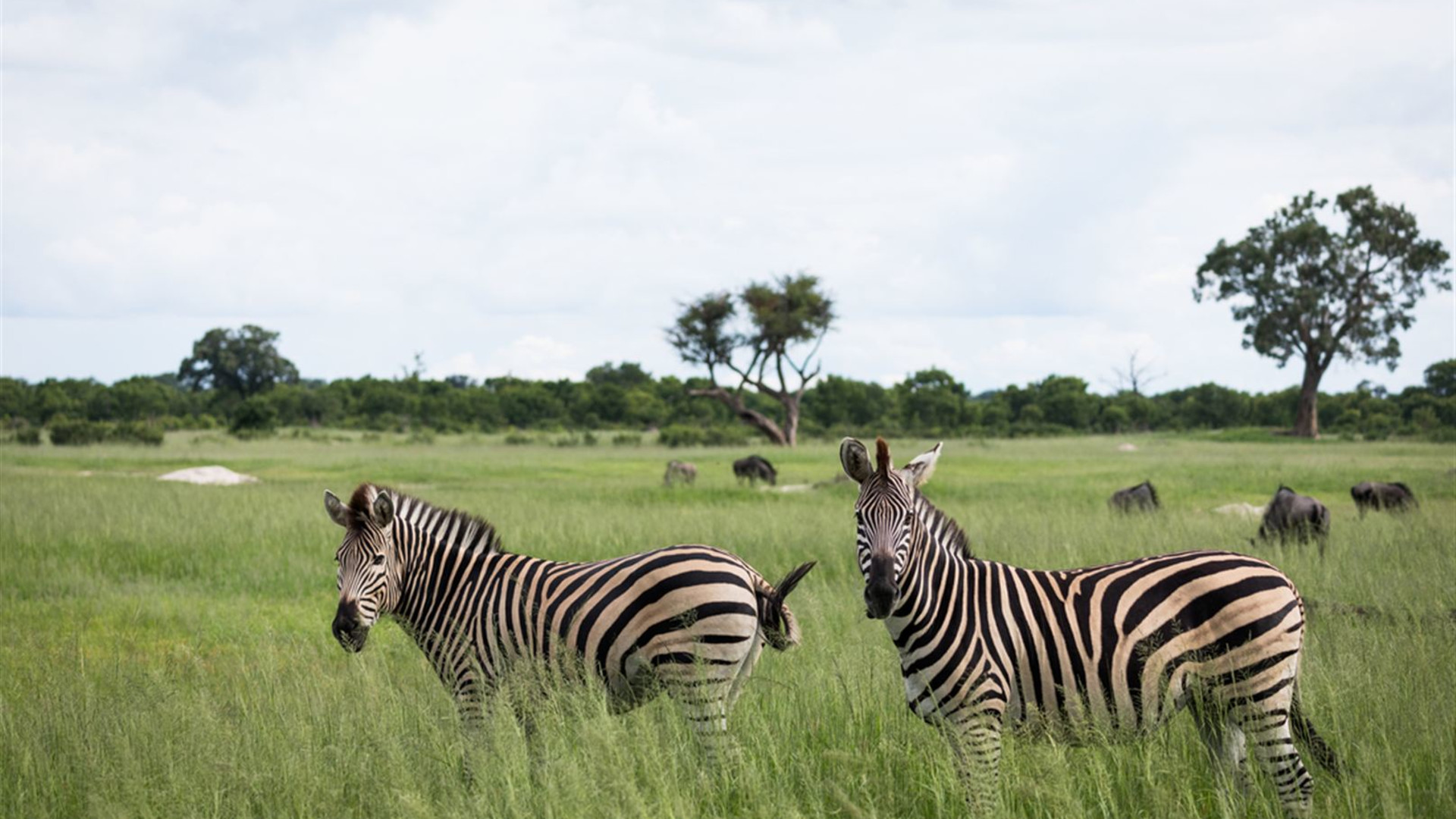 Click to view large image Southern Africa Safari