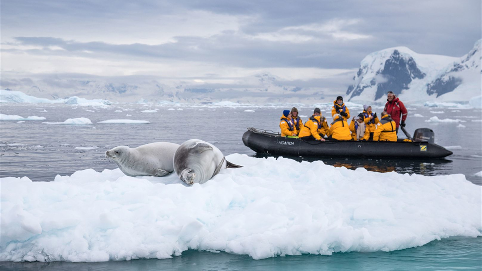 Click to view large image South Georgia and Antarctic Peninsula: Penguin Safari