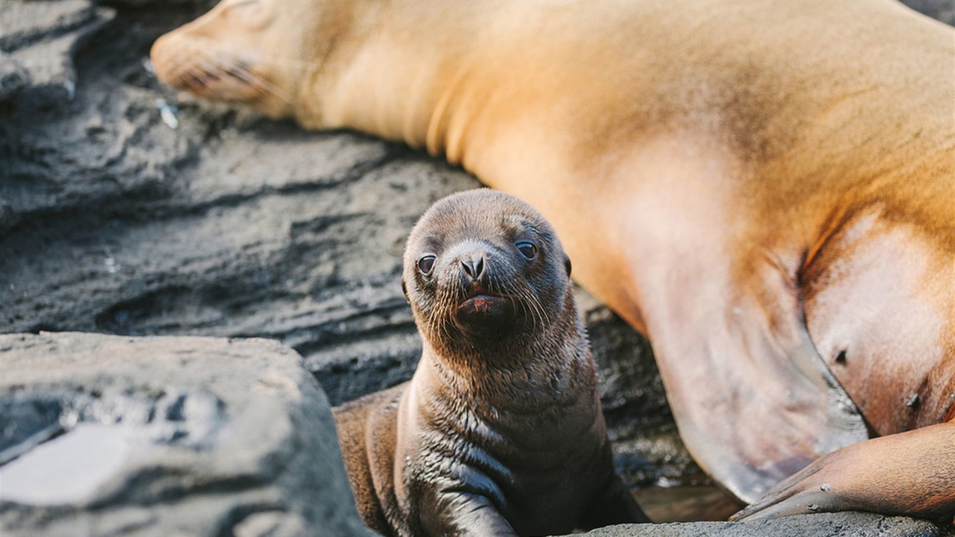 Click to view large image Galapagos Island Hopping