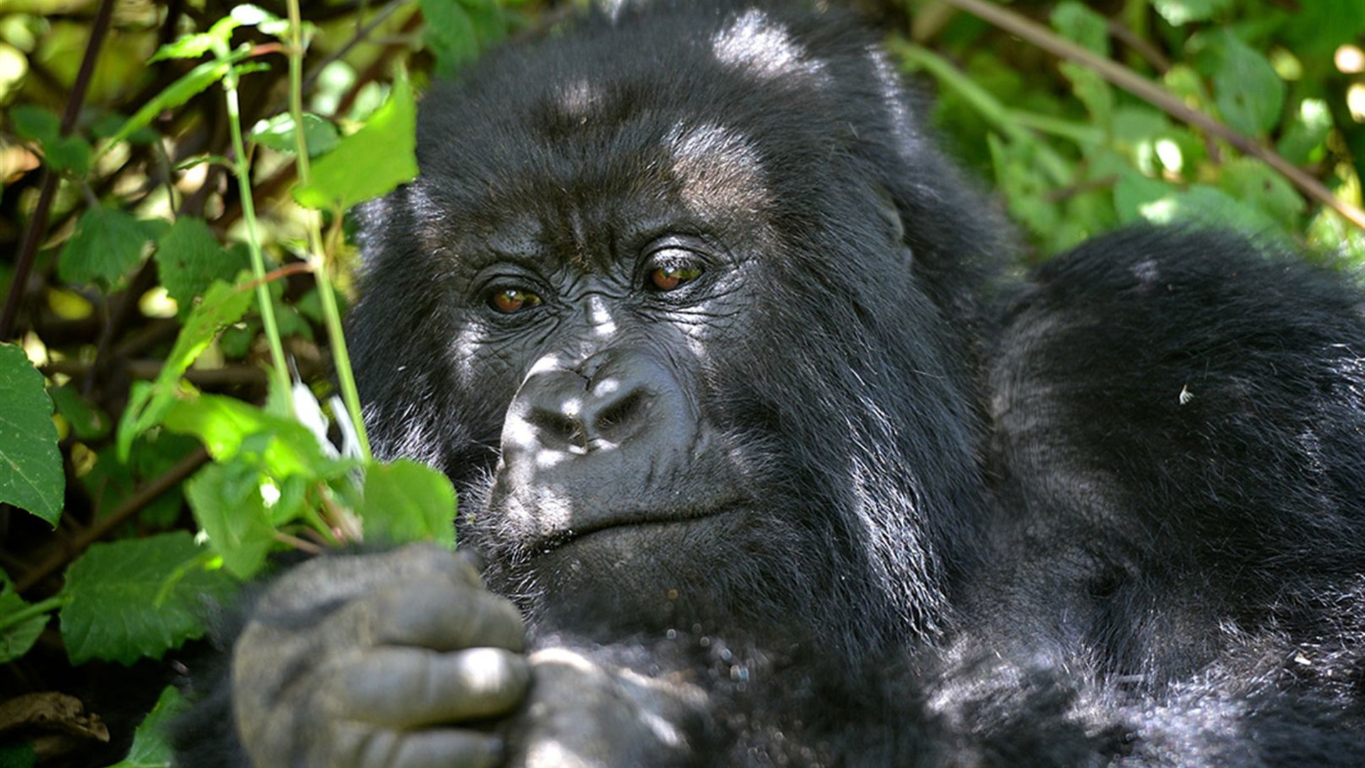 Click to view large image Uganda Gorilla Short Break: Original