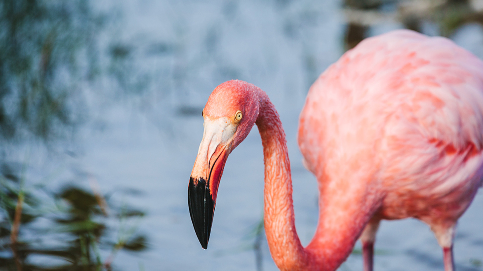 Click to view large image Complete Galapagos (Grand Daphne)