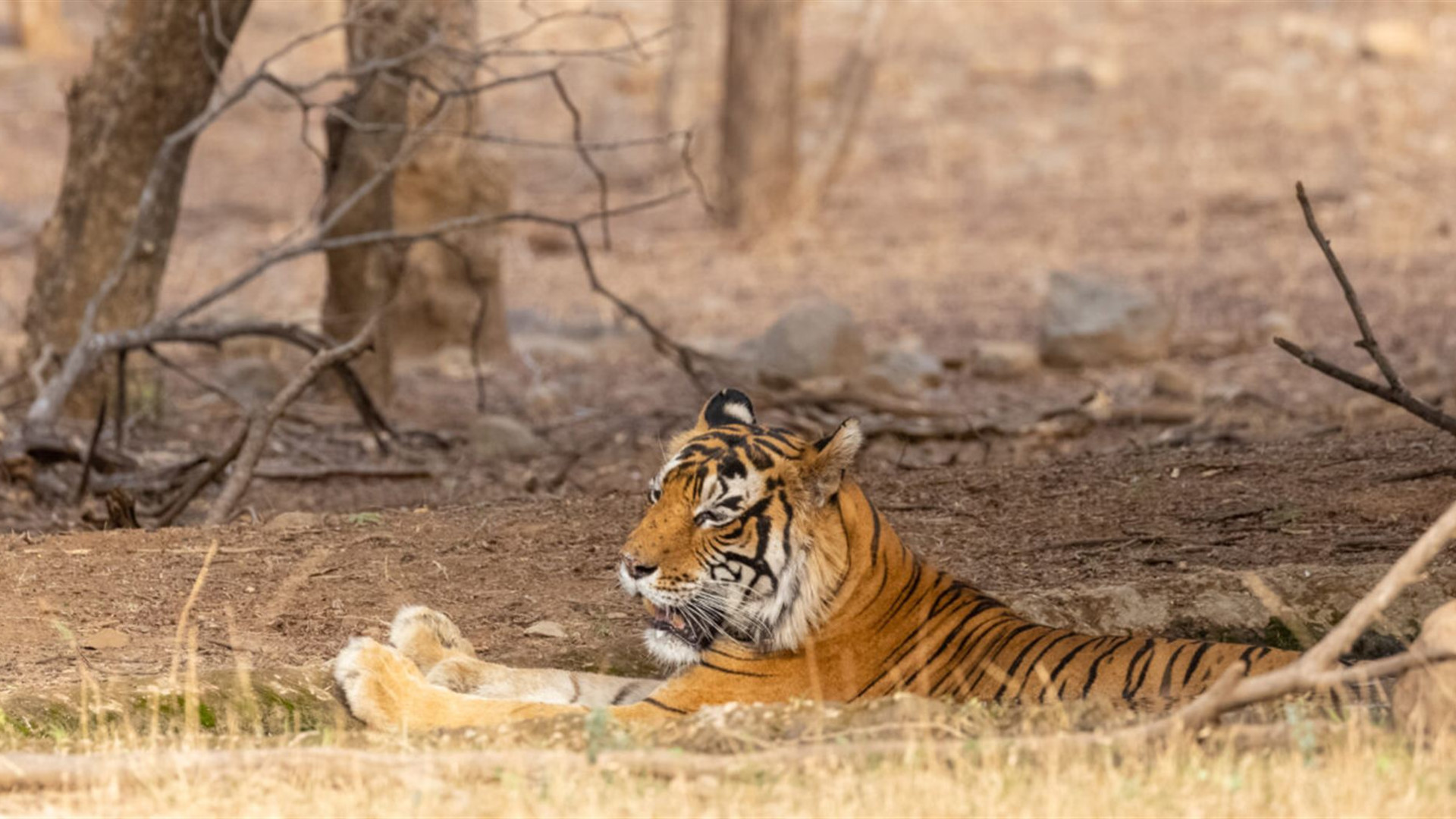 Click to view large image Colours of Rajasthan (2026)