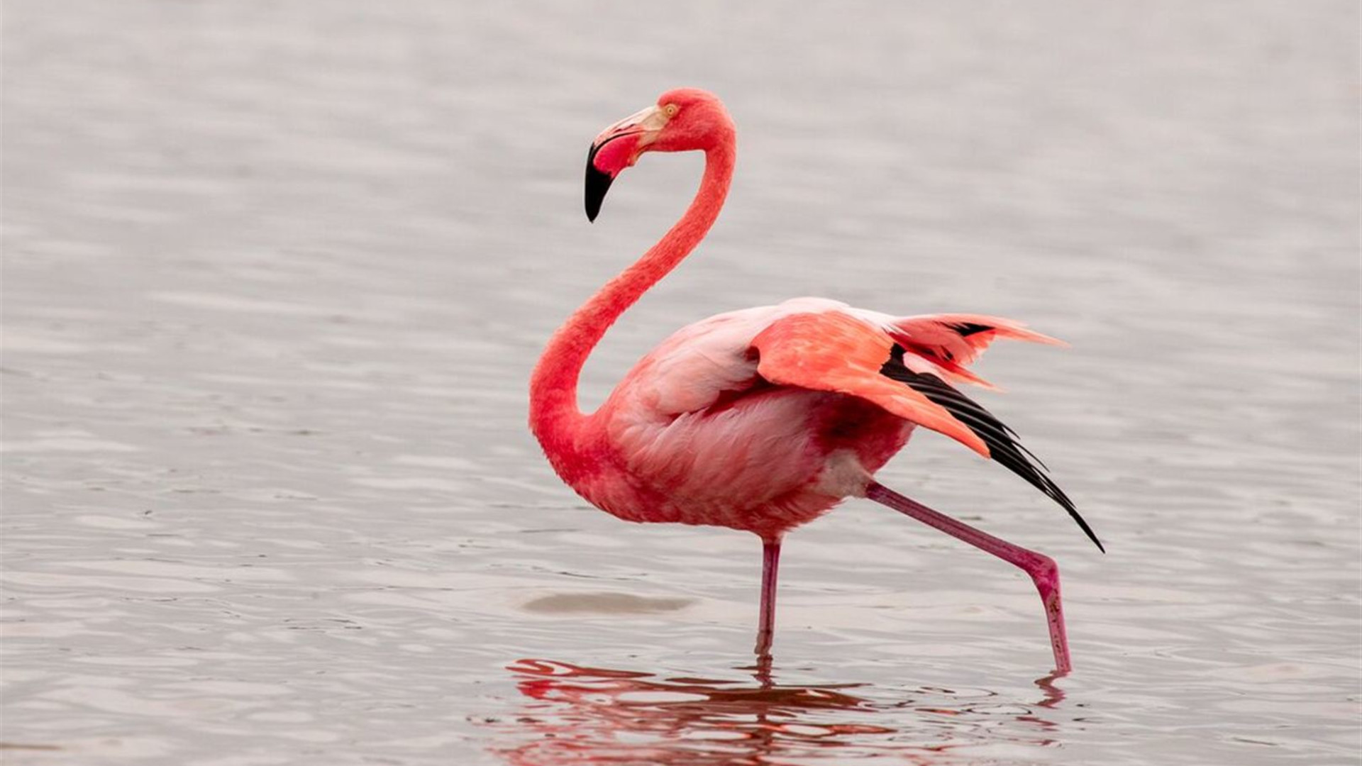 Click to view large image Galapagos Encounter: Southern Islands (Grand Queen Beatriz)