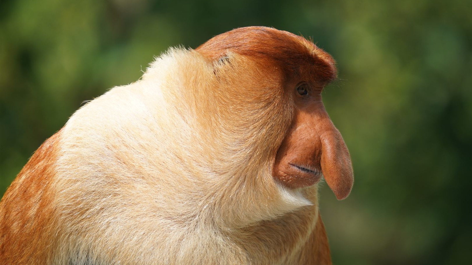 Click to view large image Borneo Wildlife Discoverer