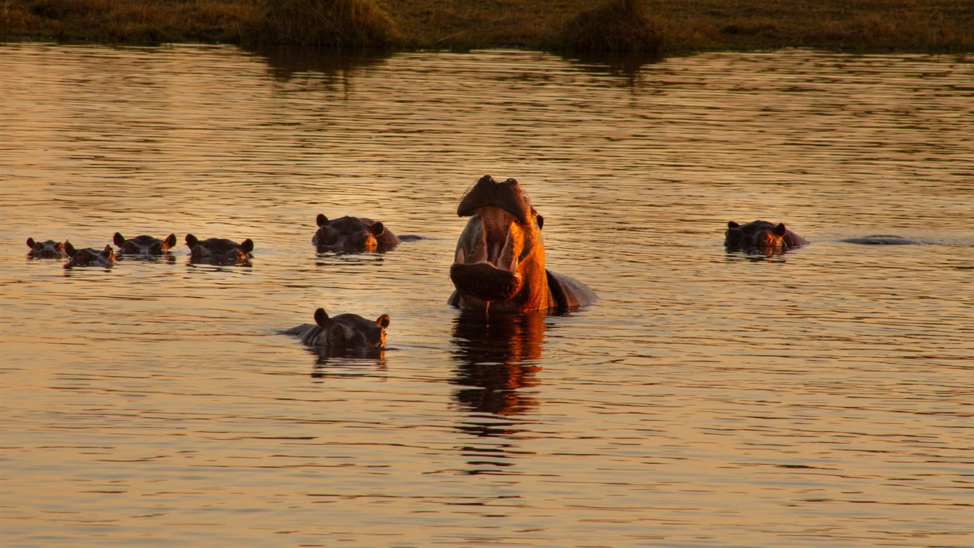 Click to view large image Botswana & Zimbabwe Lodge Safari