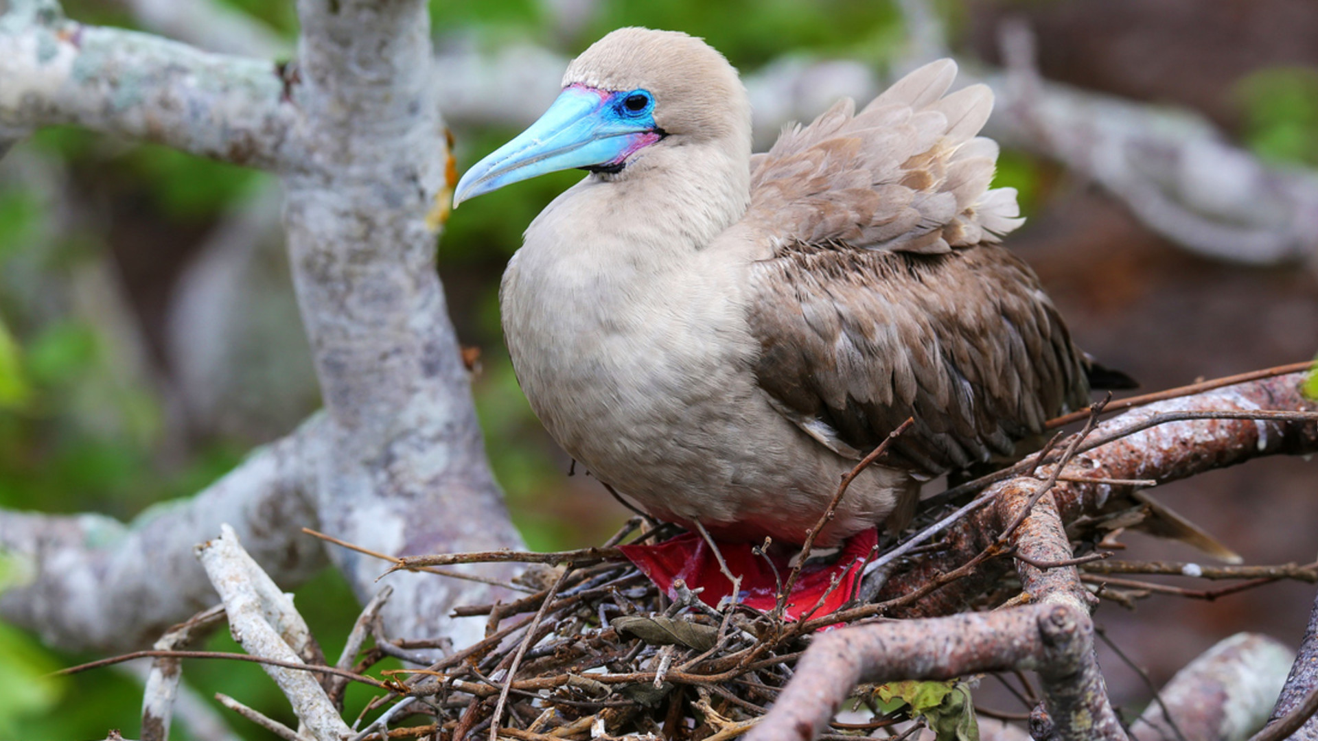 Click to view large image Galapagos Adventure: Northern Islands (Grand Daphne)