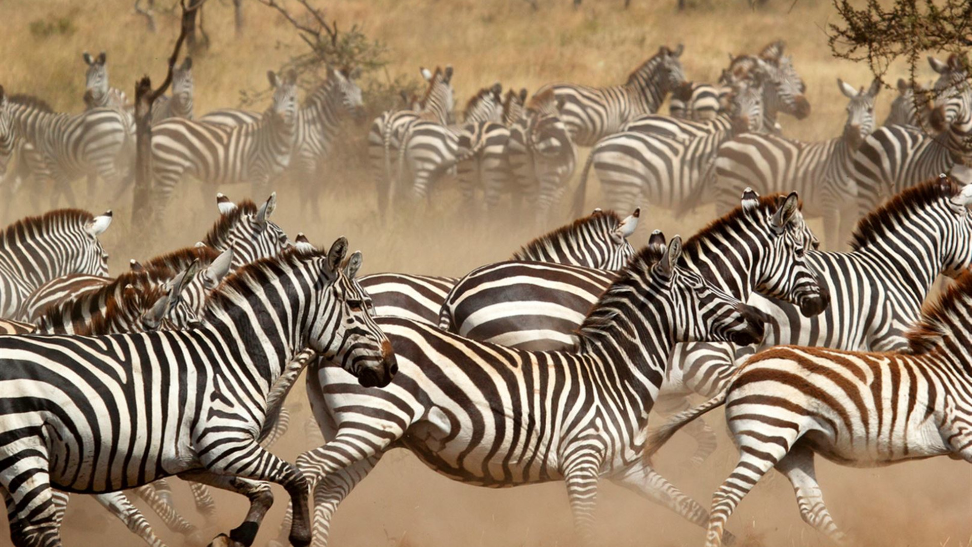 Click to view large image Gorillas & East Africa Safari