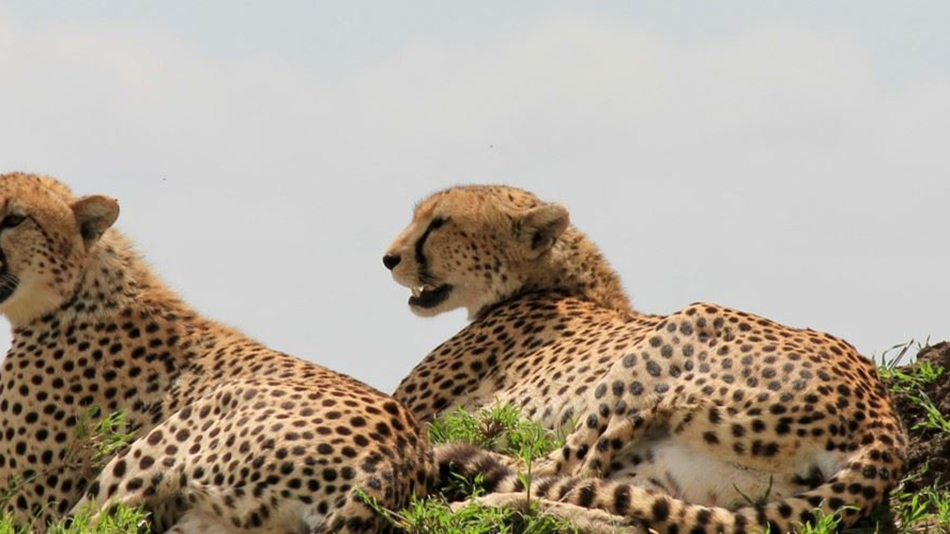 Click to view large image Essential East Africa