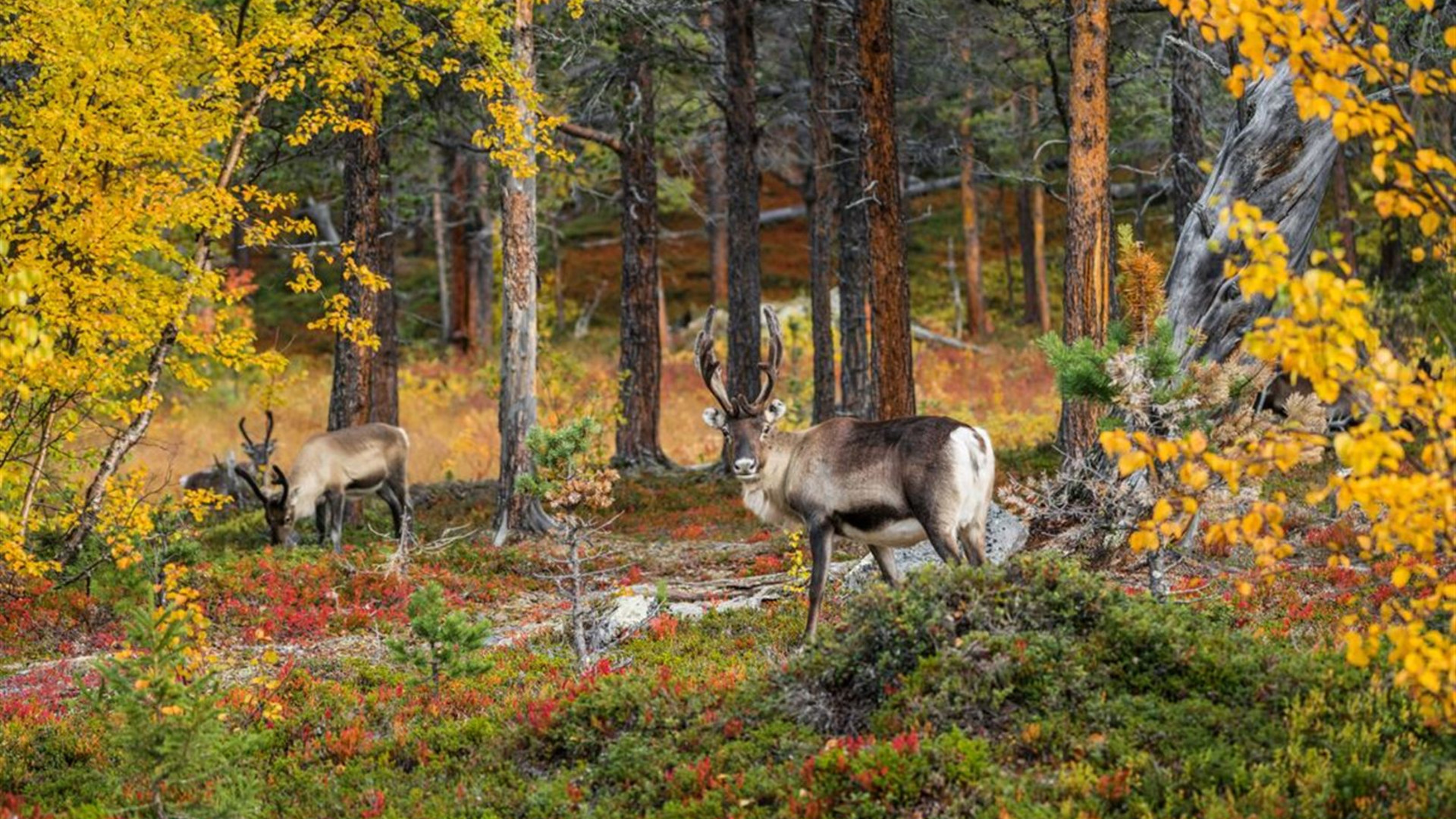 Click to view large image Northern Sweden by Rail