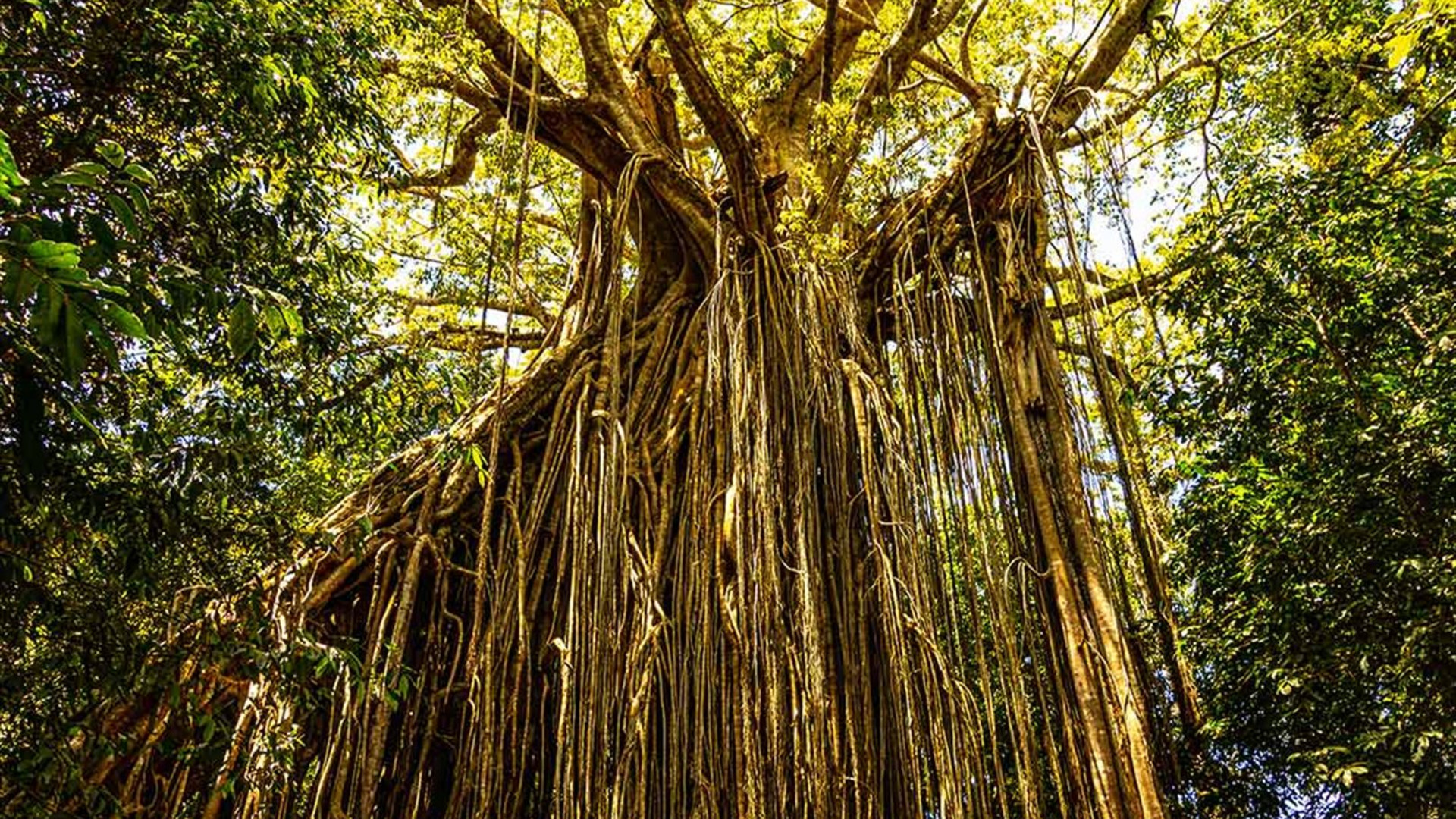 Click to view large image Daintree & Cape Tribulation Adventure