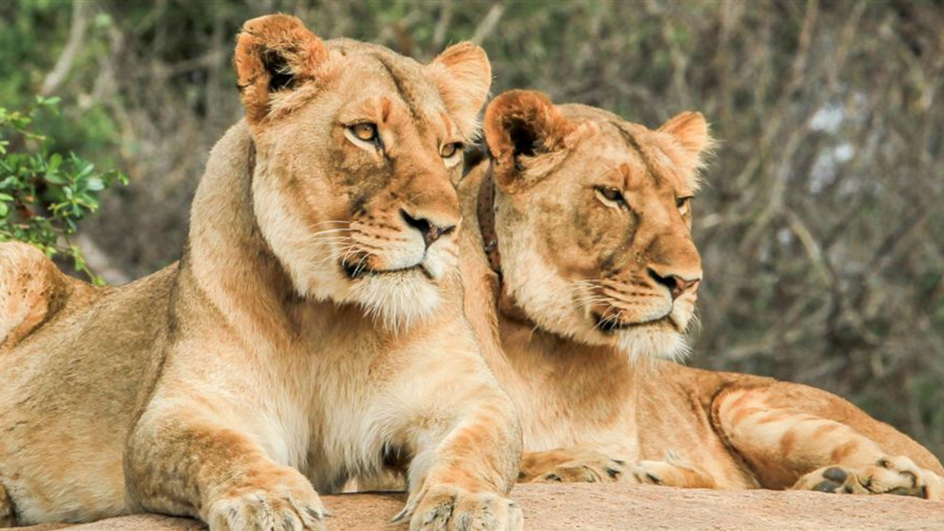 Click to view large image Premium Botswana