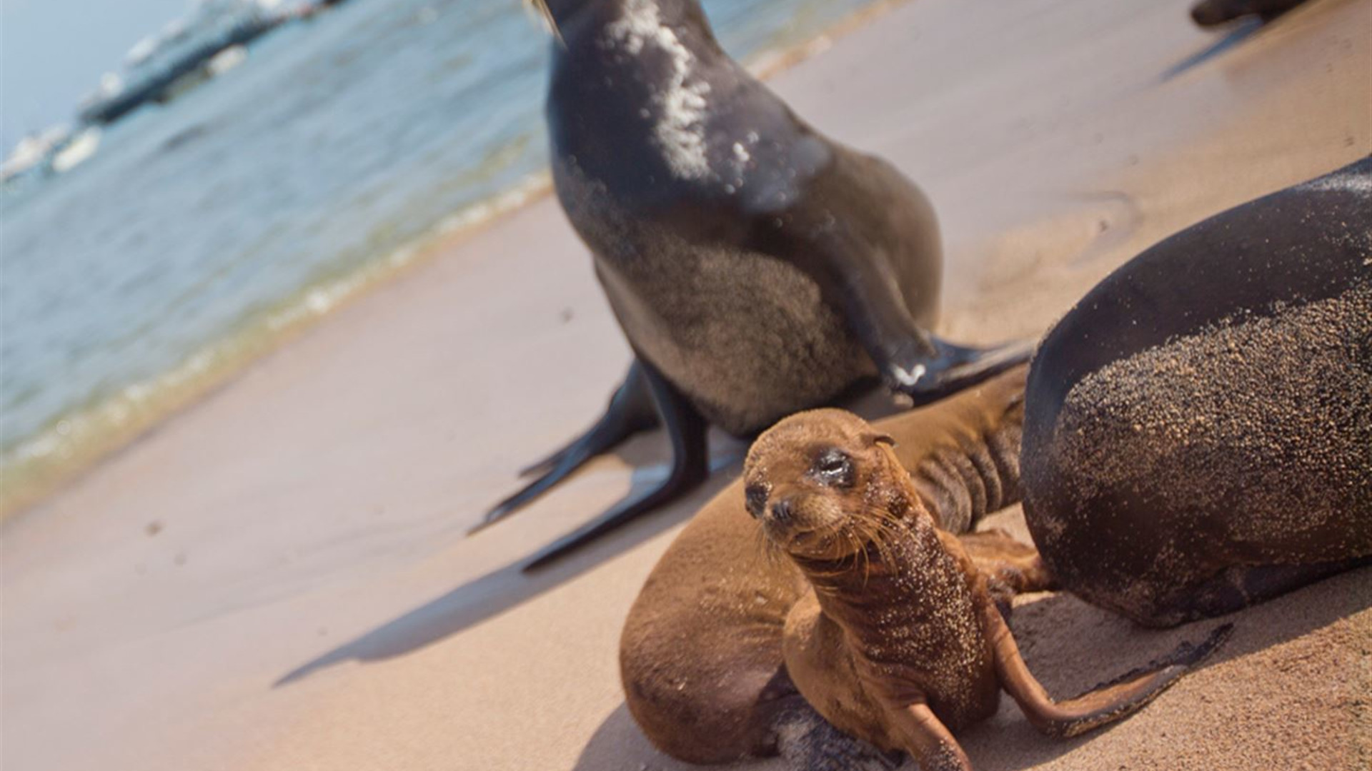 Click to view large image Galapagos — South & East Islands aboard the Yolita