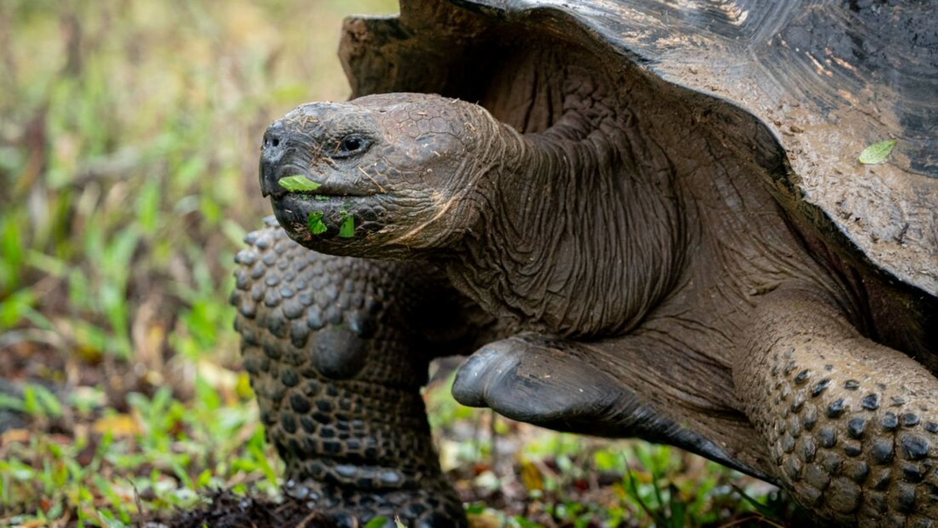 Click to view large image Galapagos Explorer: Southern Islands (Grand Queen Beatriz)