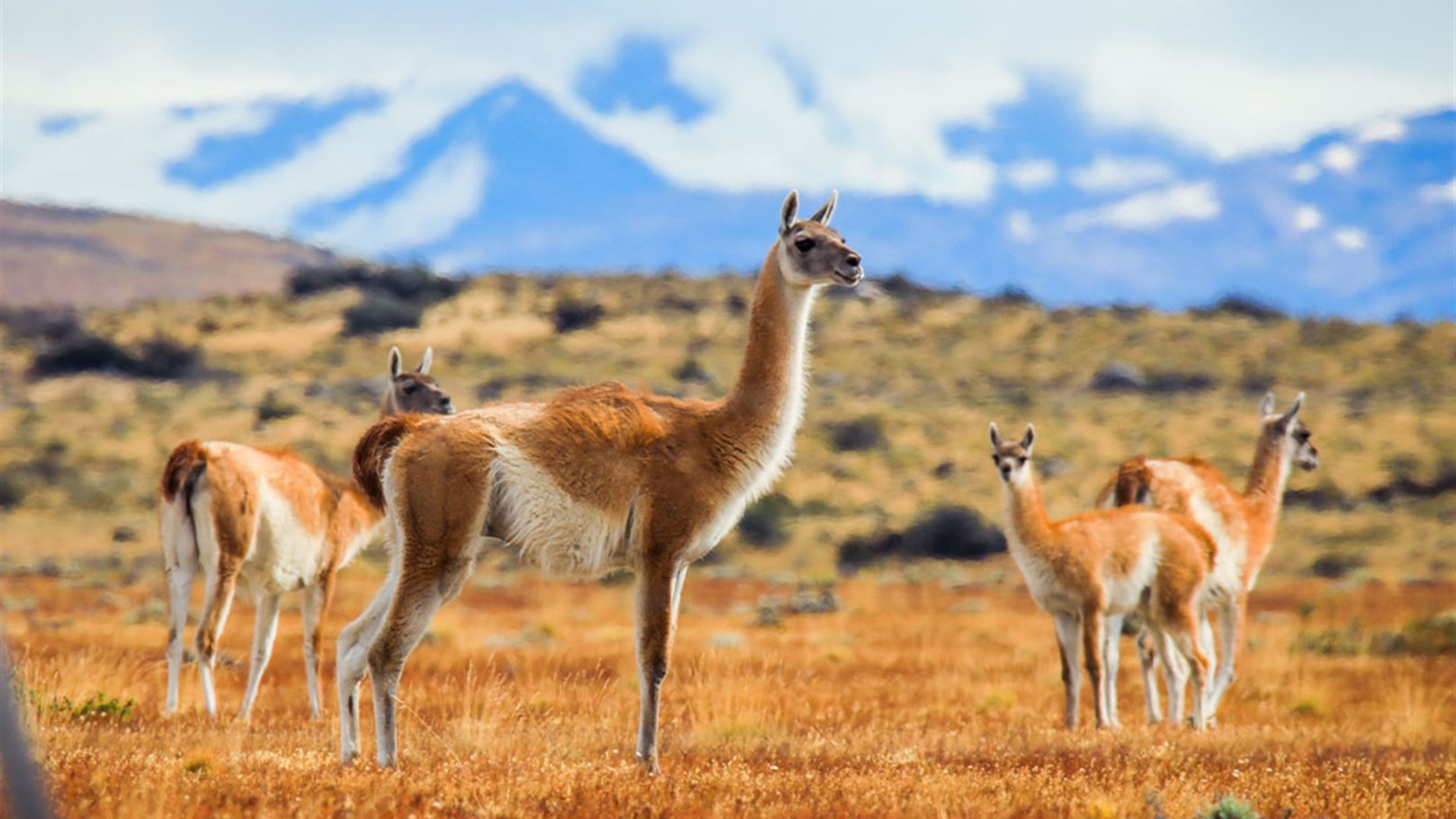 Click to view large image Premium Patagonia