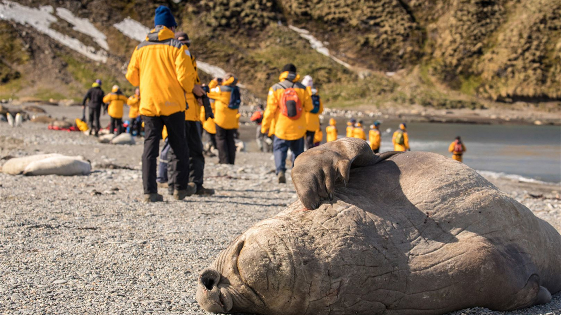 Click to view large image South Georgia and Antarctic Peninsula: Penguin Safari