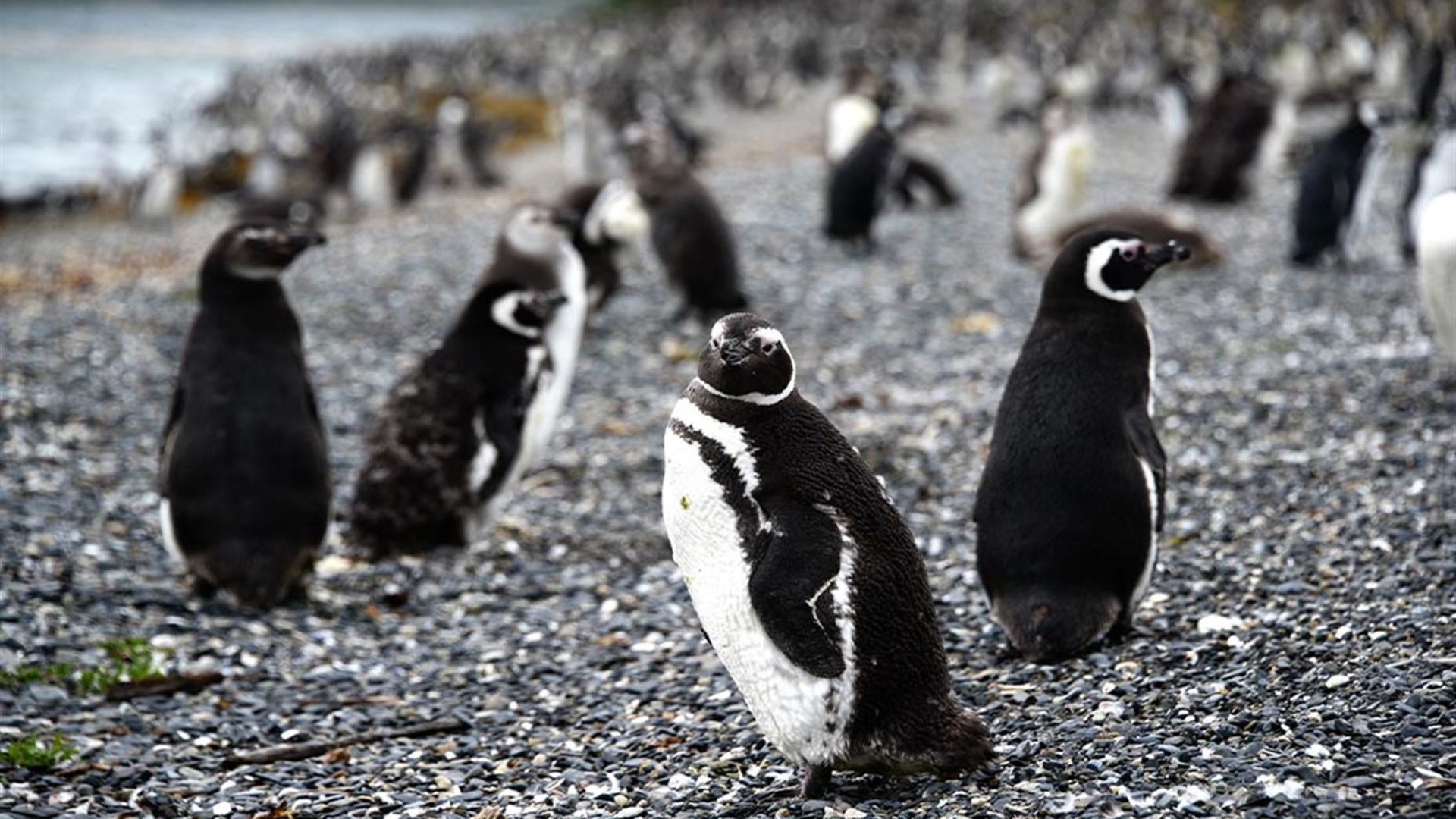 Click to view large image Premium Patagonia