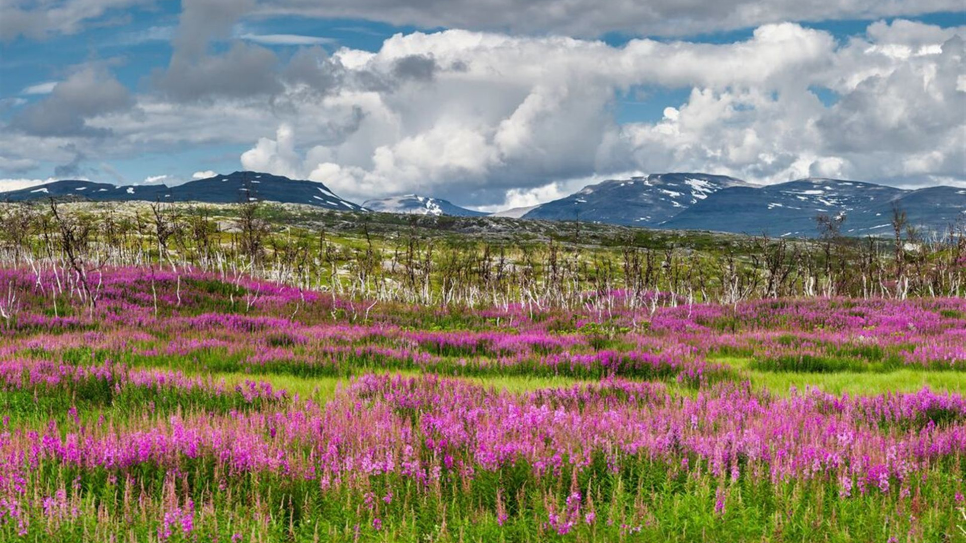 Click to view large image Northern Sweden by Rail