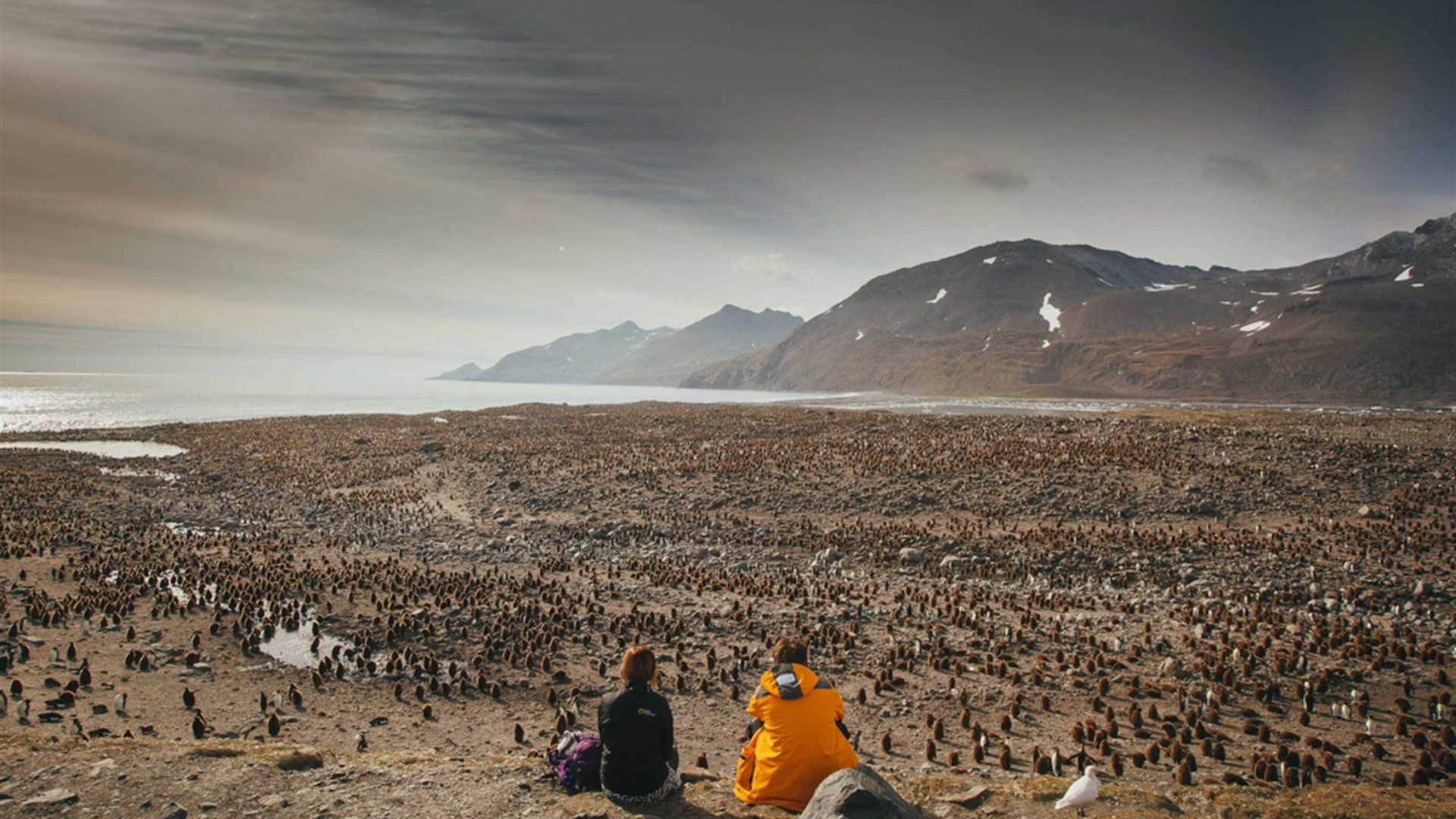 Click to view large image South Georgia and Antarctic Peninsula: Penguin Safari