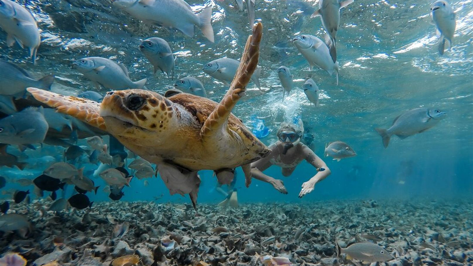 Click to view large image Maya Encounter