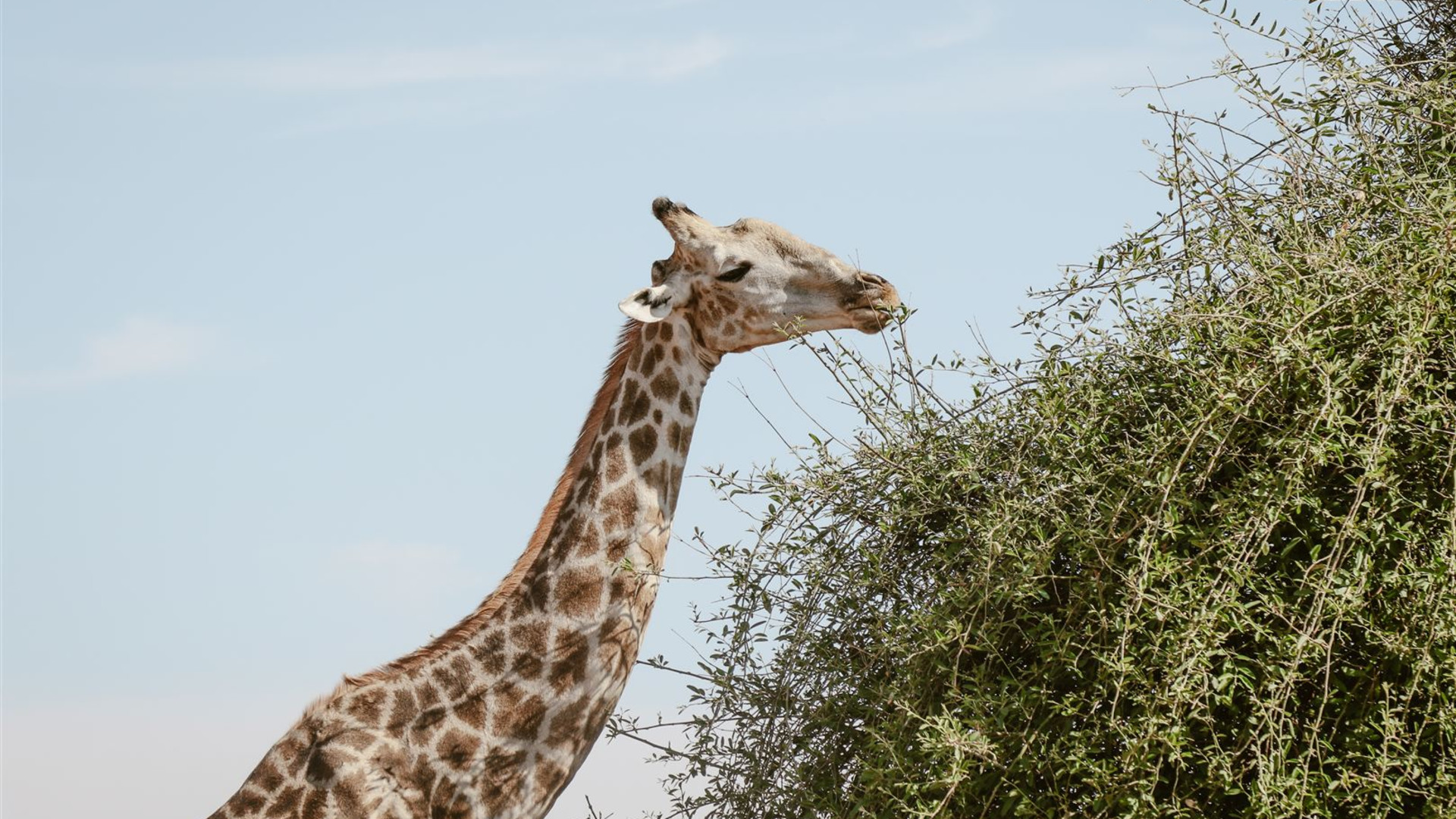Click to view large image Botswana & Zimbabwe Lodge Safari