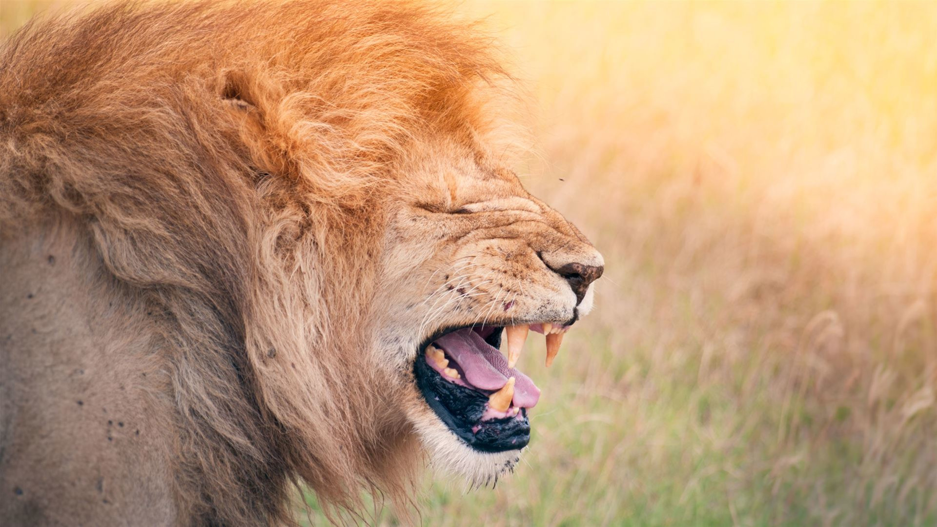 Click to view large image Kenya & Tanzania Camping Safari