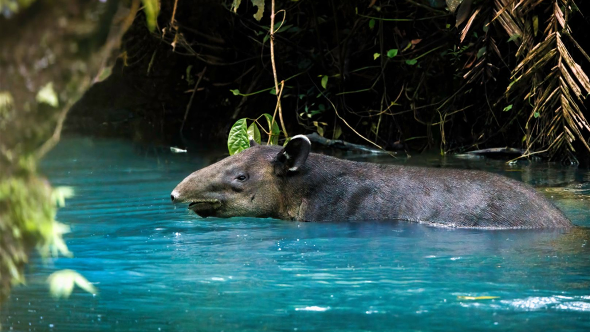 Click to view large image Classic Costa Rica