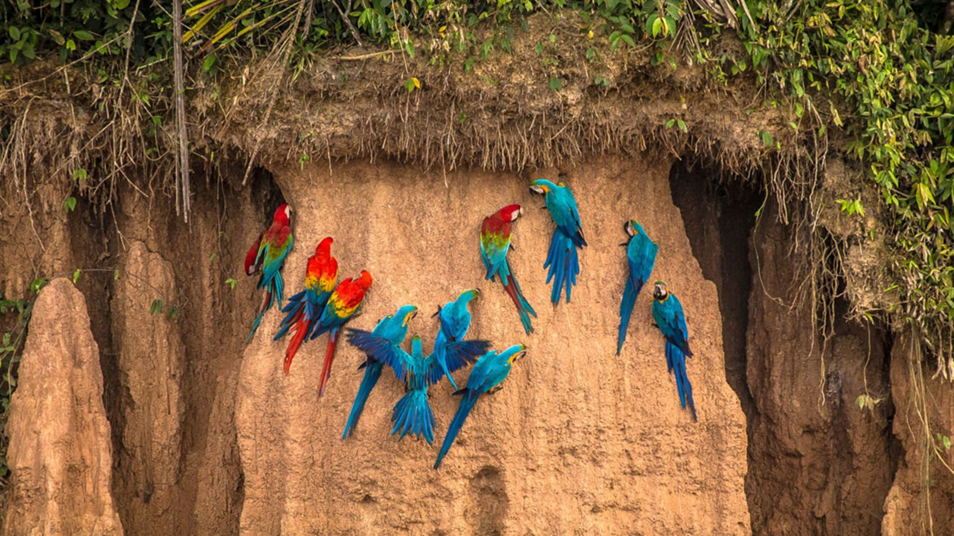 Click to view large image Peru: Amazon Jungle Short Break
