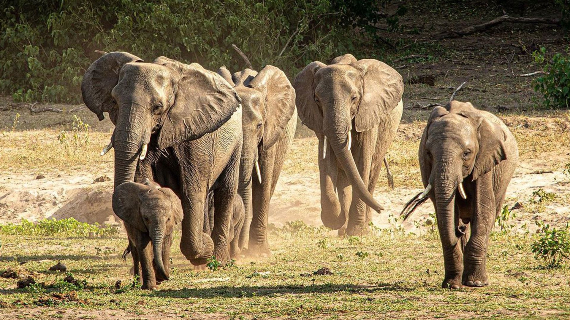 Click to view large image Southern Africa: National Parks of Zimbabwe & Kruger Wildlife Tracking
