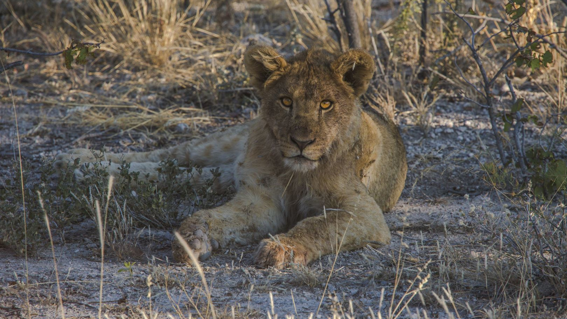 Click to view large image Journeys: Kruger, Victoria Falls & Namibia