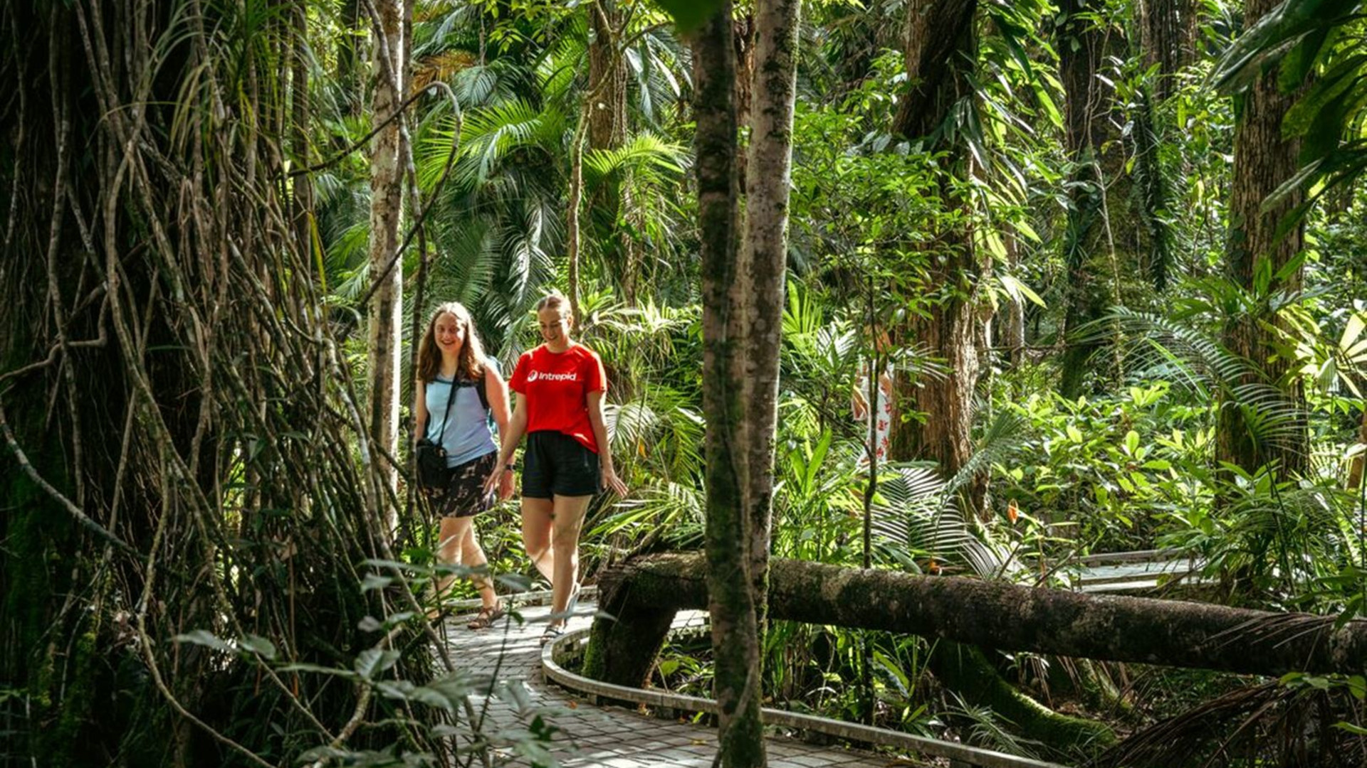 Click to view large image Daintree & Cape Tribulation Adventure