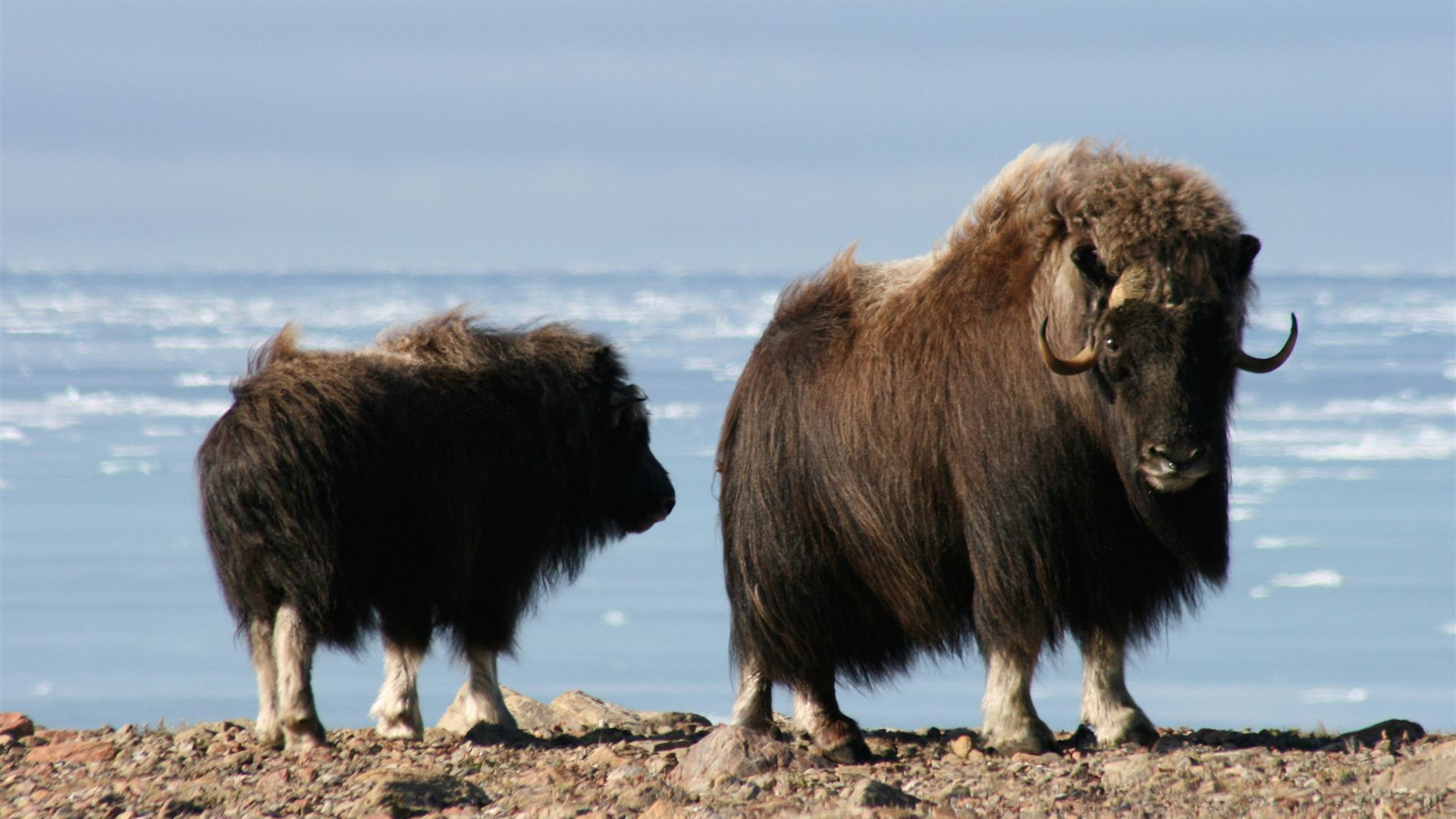 Click to view large image Northwest Passage: Epic High Arctic