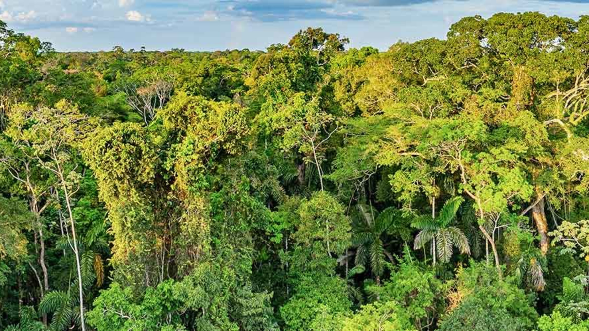 Click to view large image Peru: Amazon Jungle Short Break