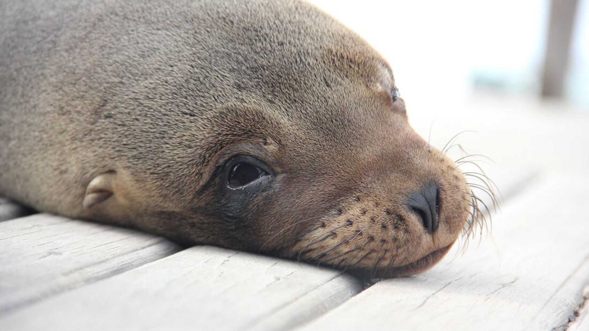 Click to view large image Classic Galapagos: Central Southern Islands (Grand Queen Beatriz)