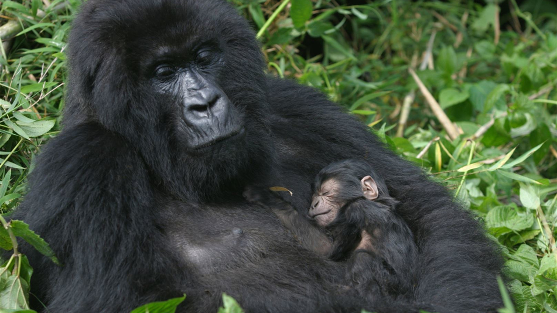 Click to view large image Gorillas & East Africa Safari