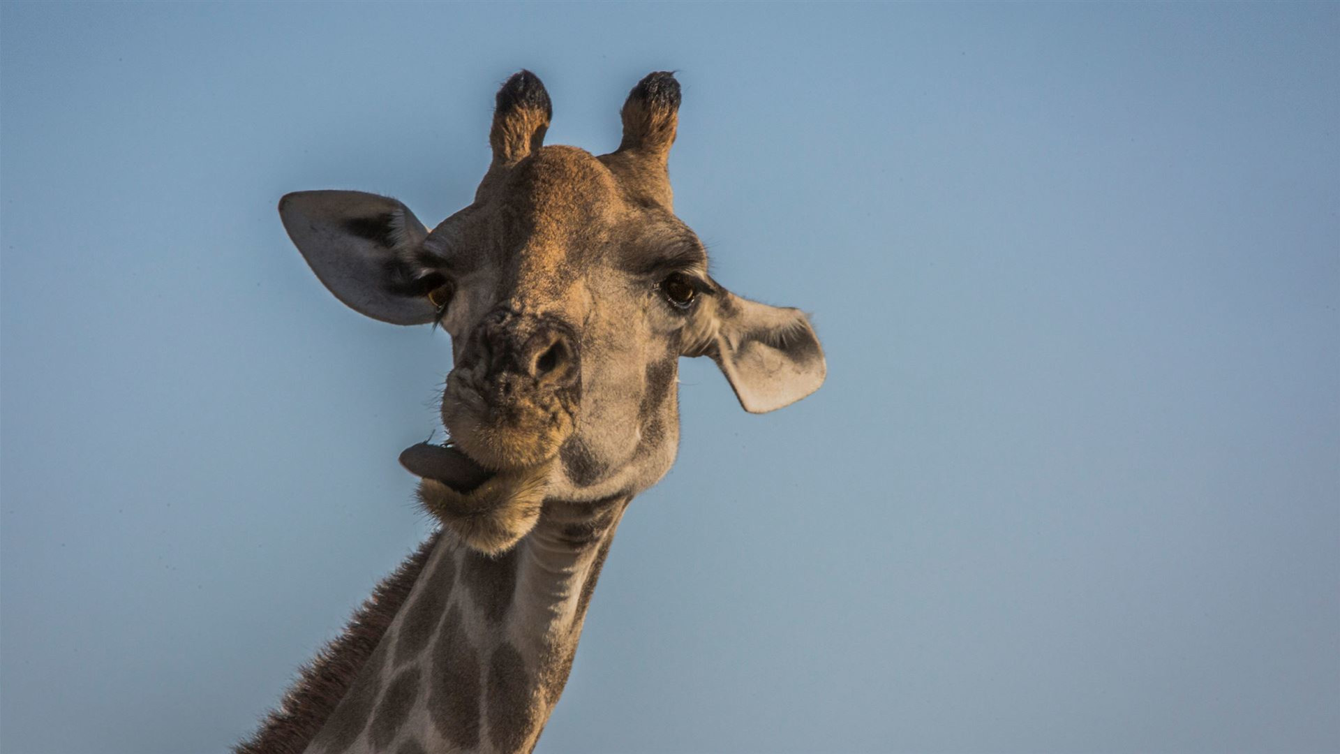 Click to view large image Victoria Falls to South Africa Overland Safari & Participation Camping