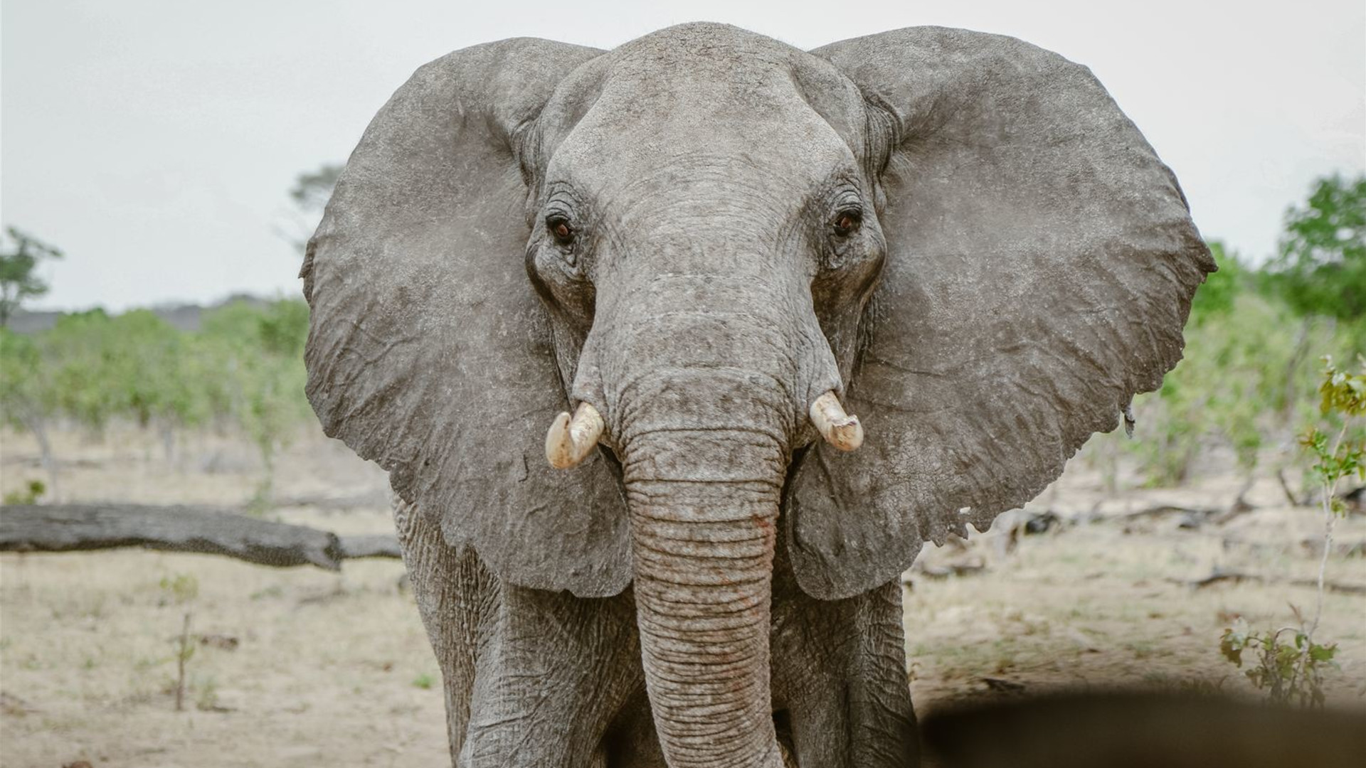 Click to view large image Botswana & Zimbabwe Lodge Safari