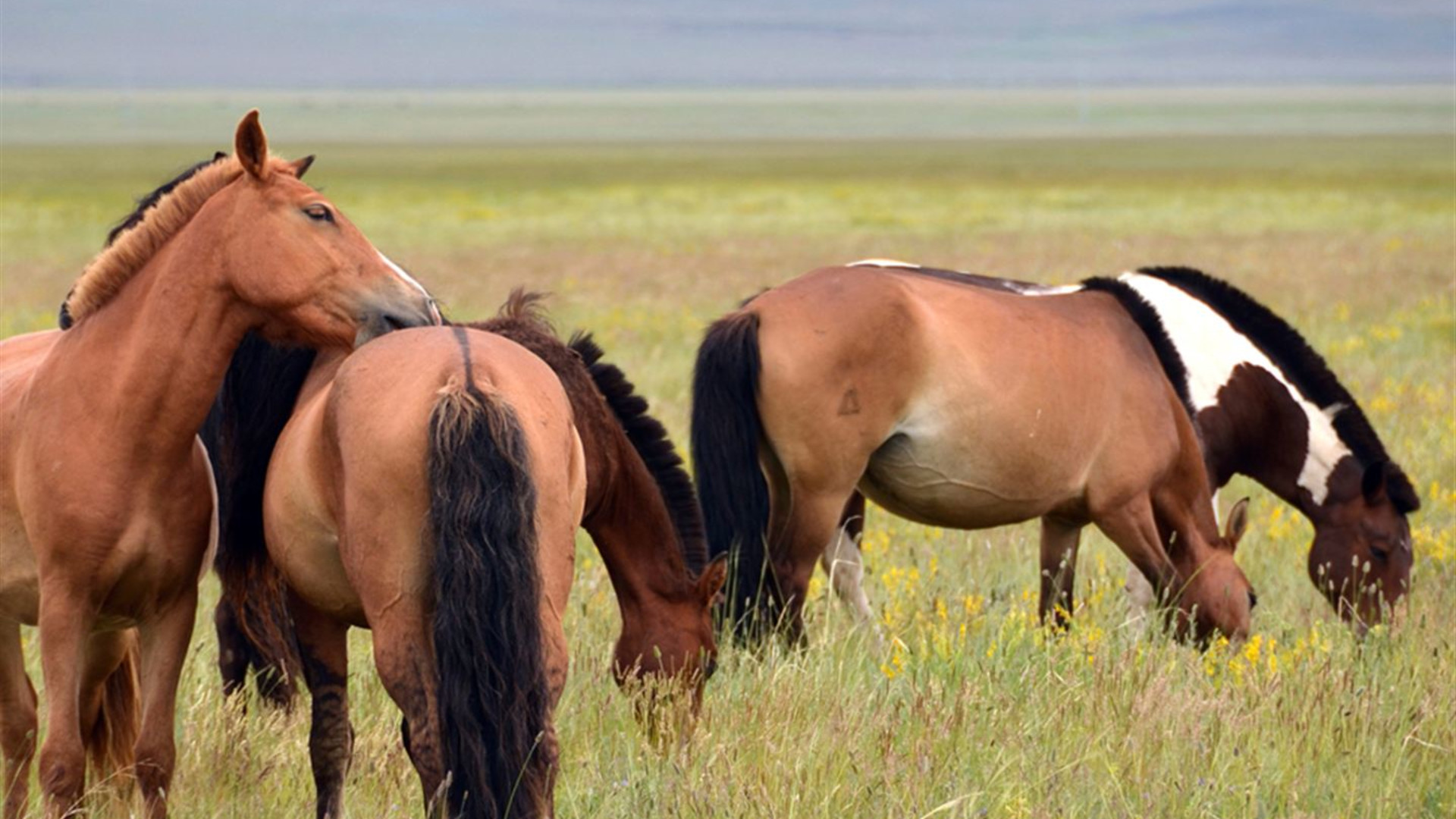 Click to view large image Mongolia Encompassed: Naadam Festival