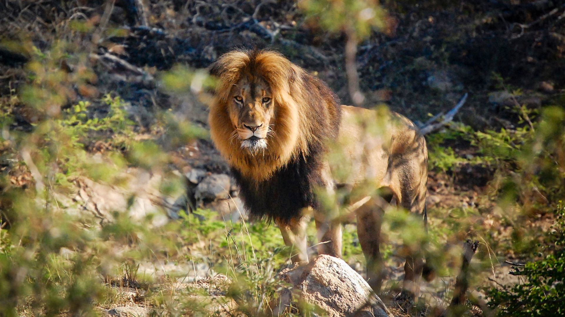 Click to view large image Cape Town, Kruger & Zimbabwe