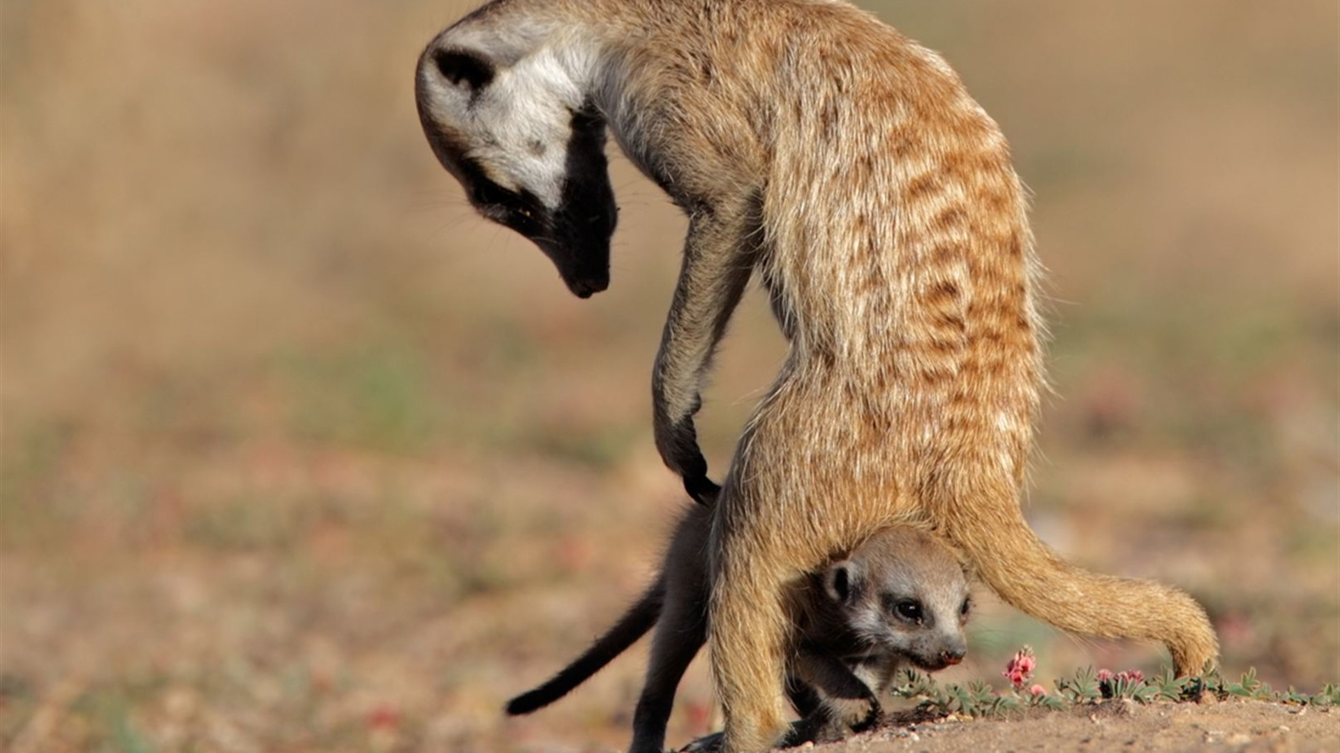Click to view large image Premium Southern Africa in Depth