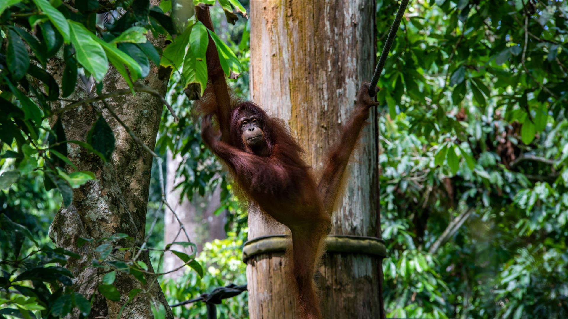 Click to view large image Journeys: Best of Borneo