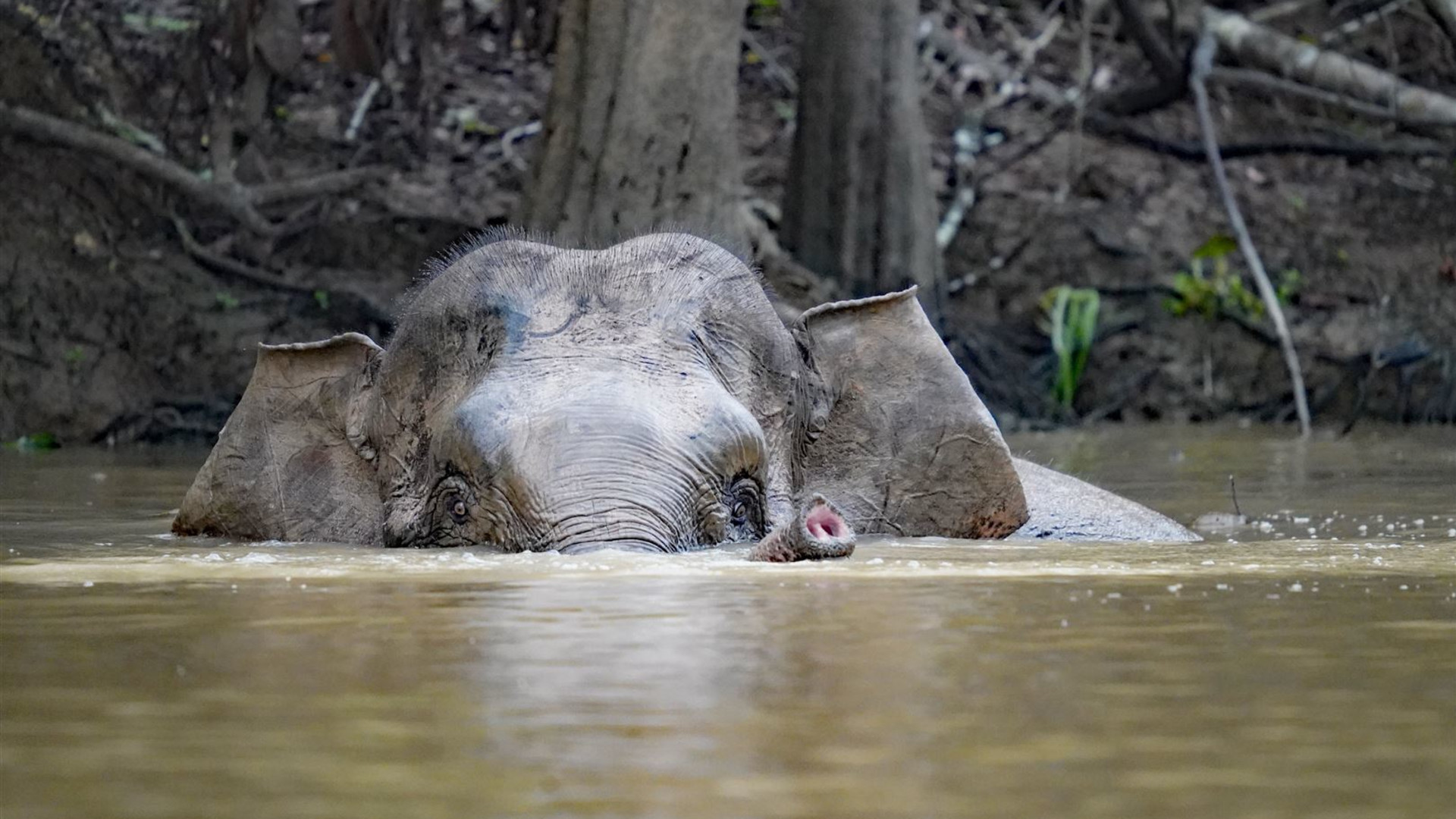 Click to view large image Borneo Wildlife Discoverer