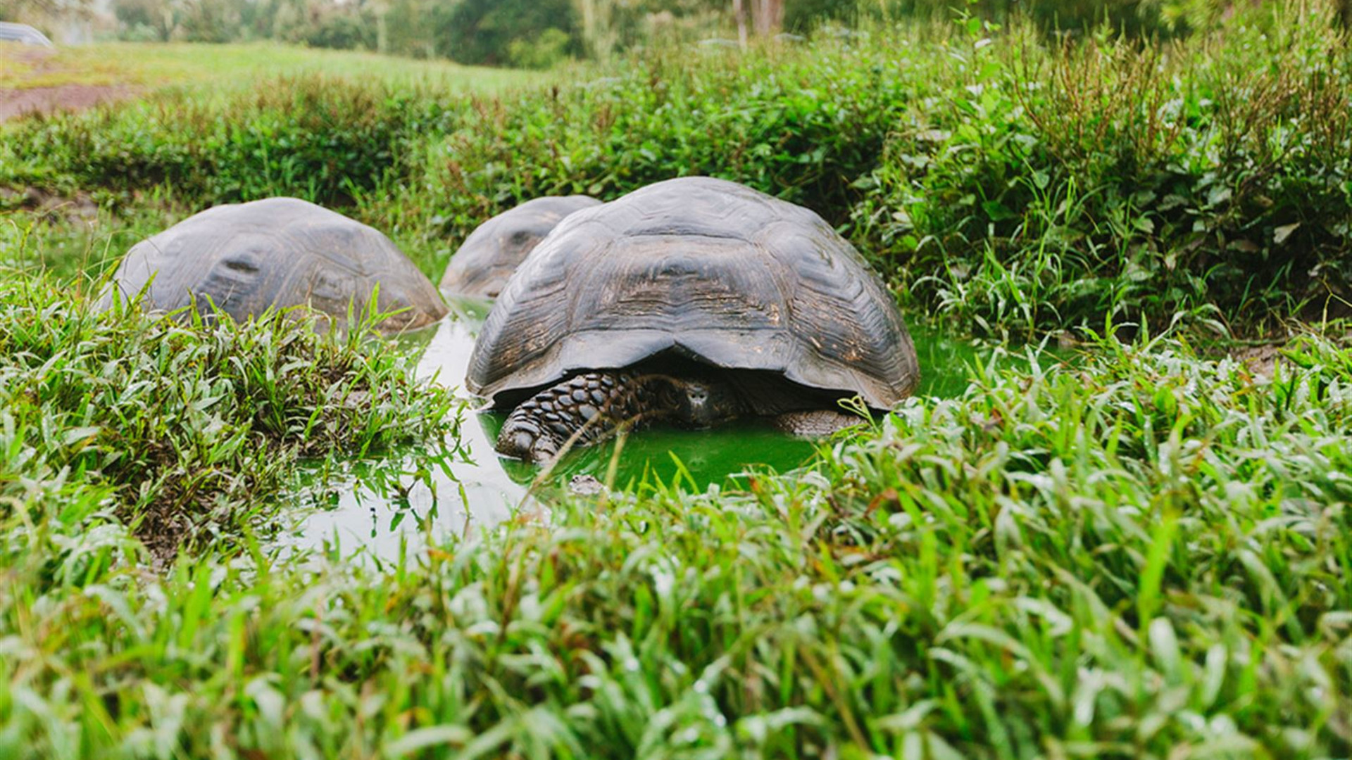Click to view large image Galapagos & Peru Adventure