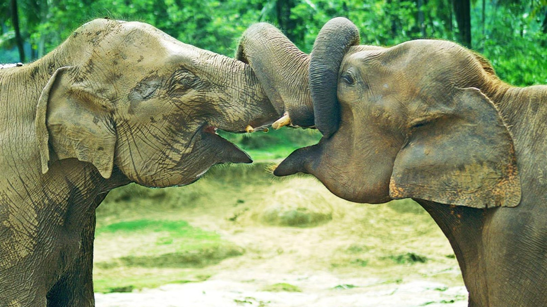 Click to view large image Premium Sri Lanka in Depth