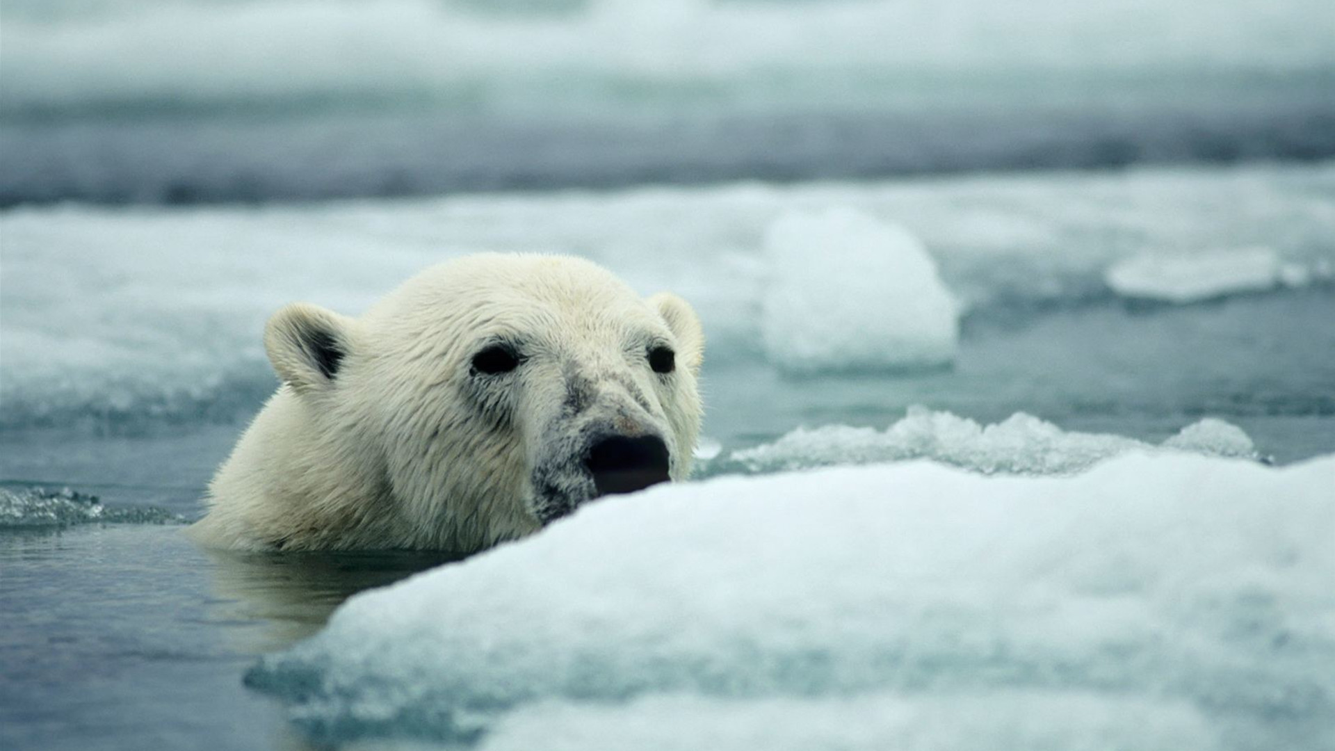 Click to view large image Northwest Passage: Epic High Arctic