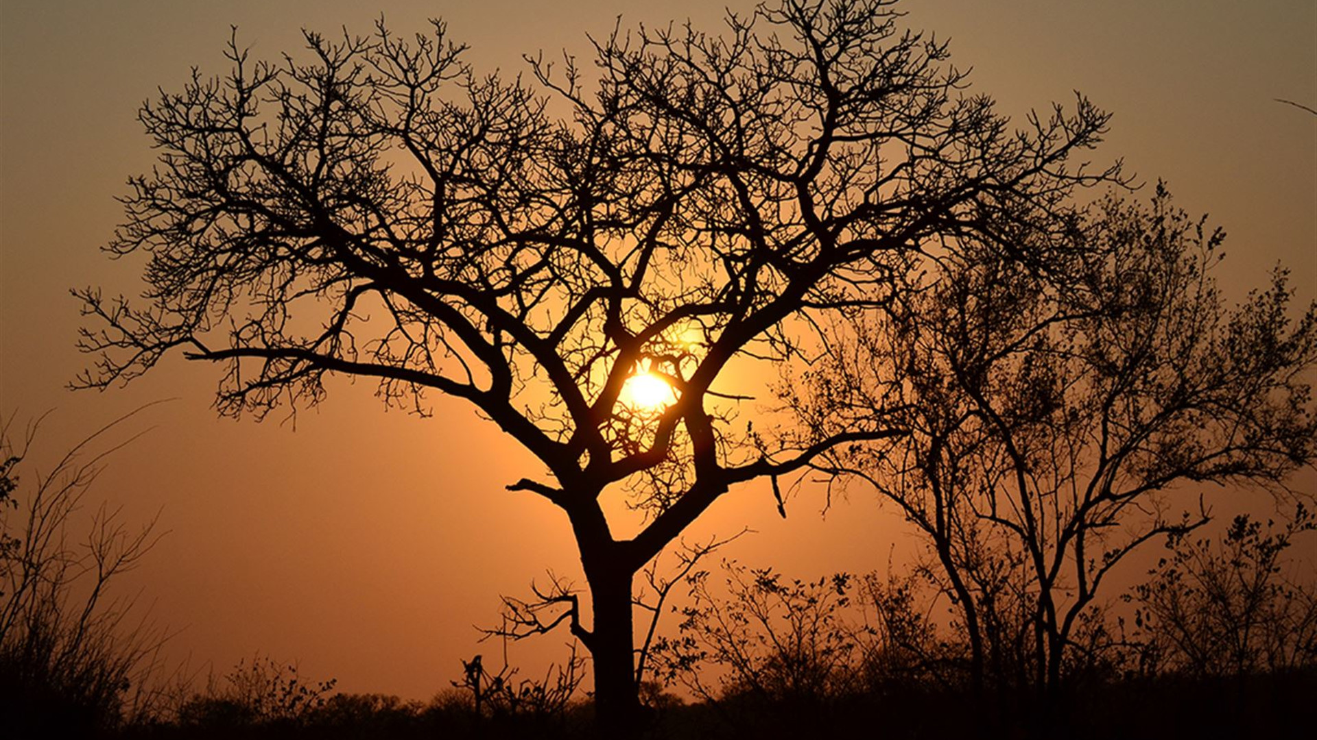Click to view large image Kruger Lodge Experience