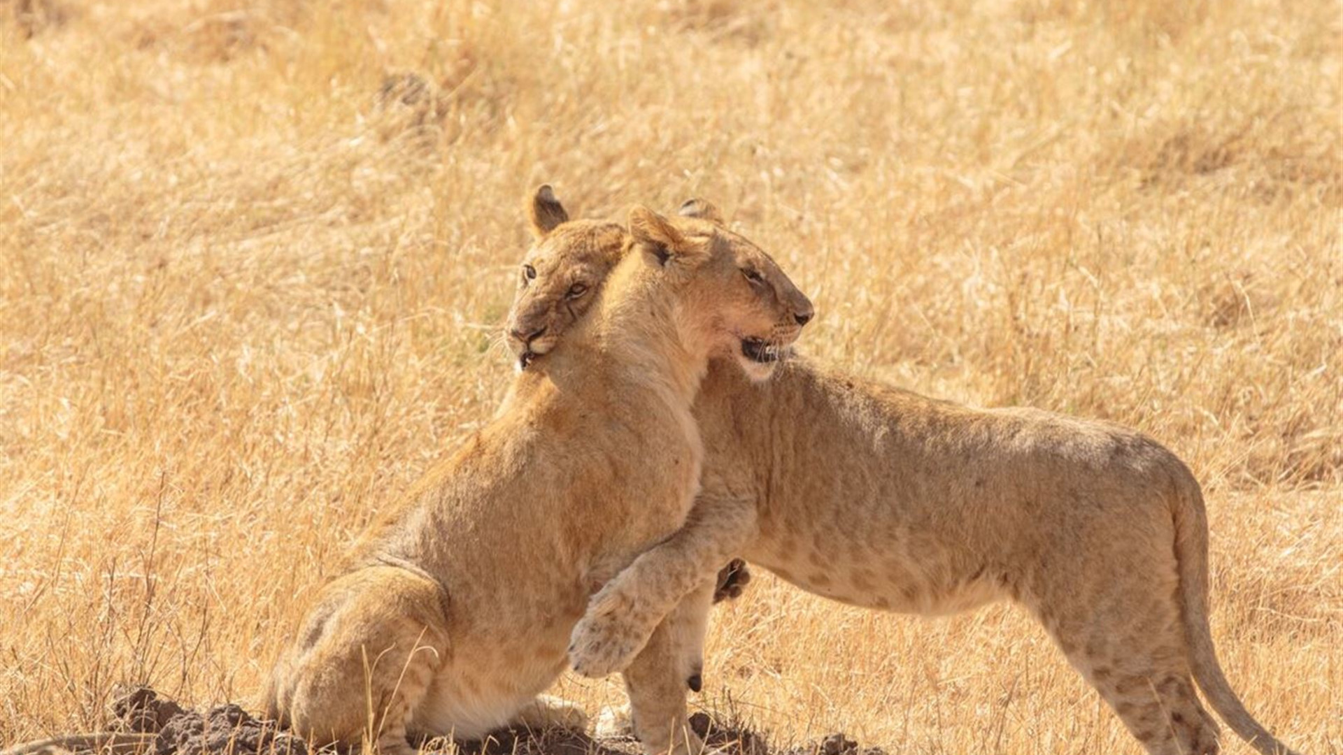 Click to view large image Kenya Family Safari