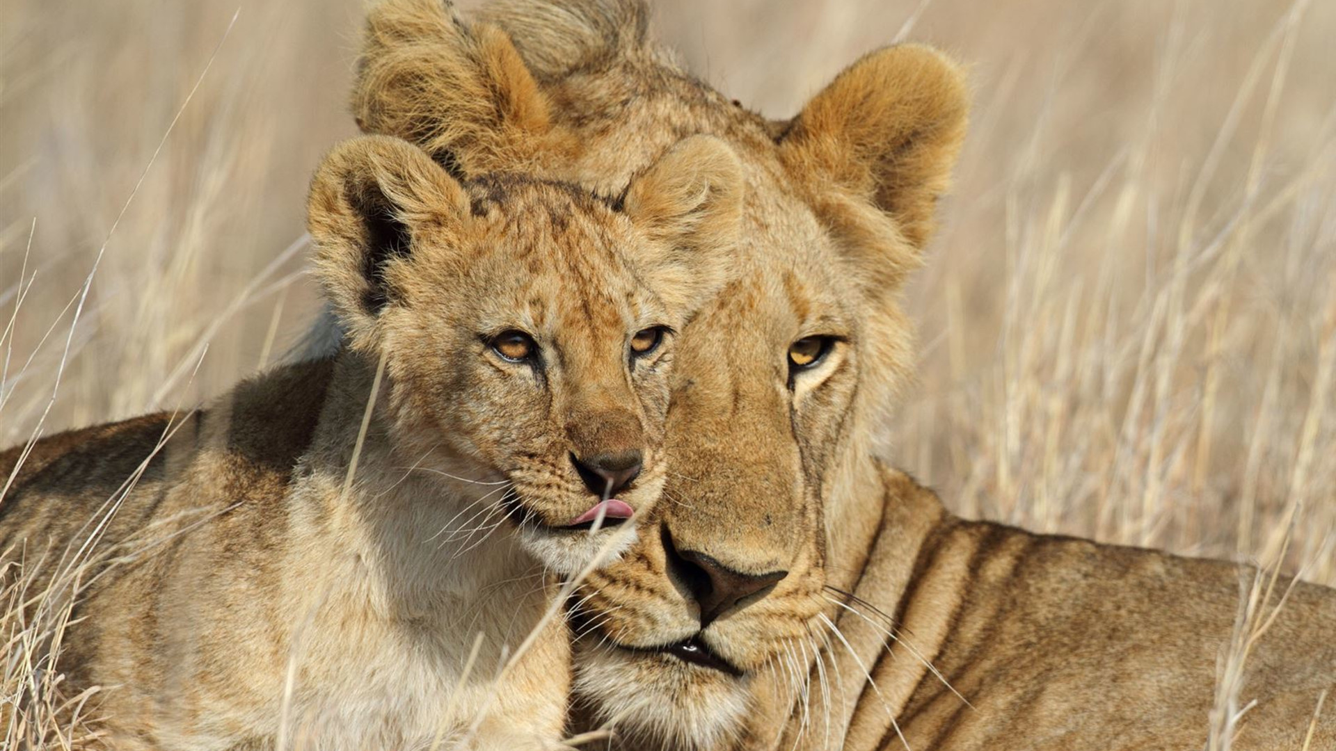 Click to view large image Tanzania Family Safari
